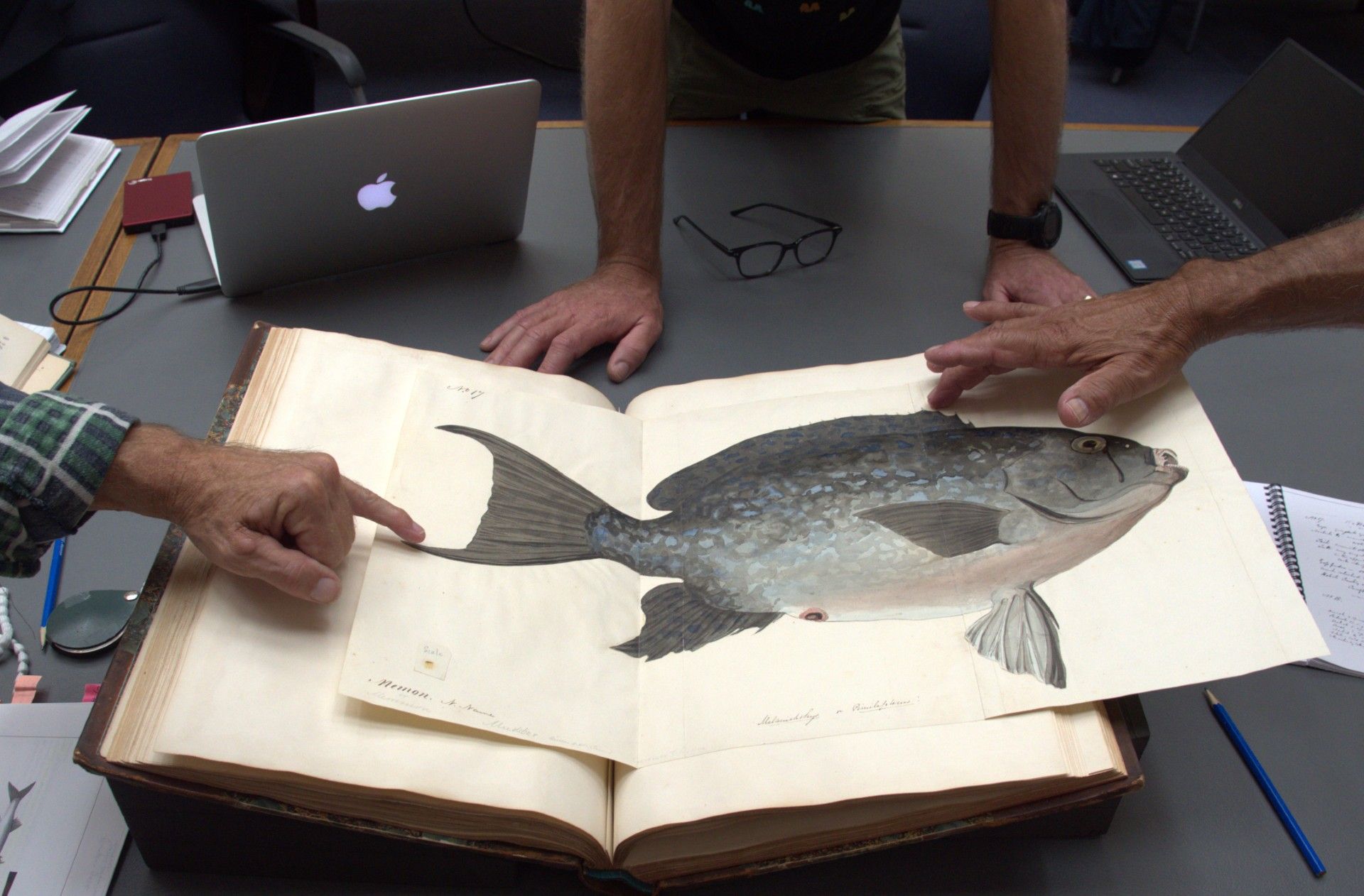 A photo of a historic and intricate drawing of a fish, surrounded by hands.