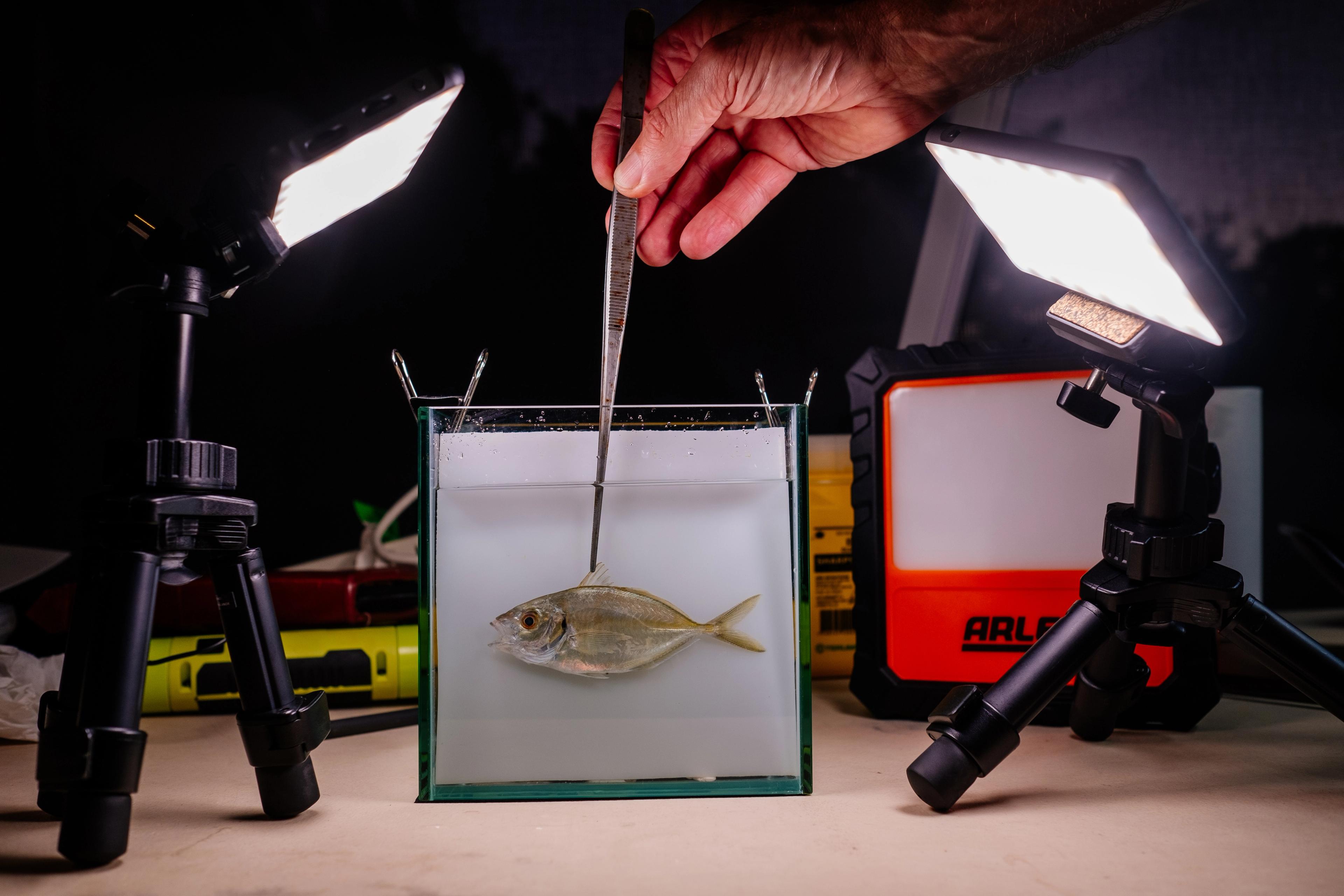 Fish specimen being measured, photographed and recorded.