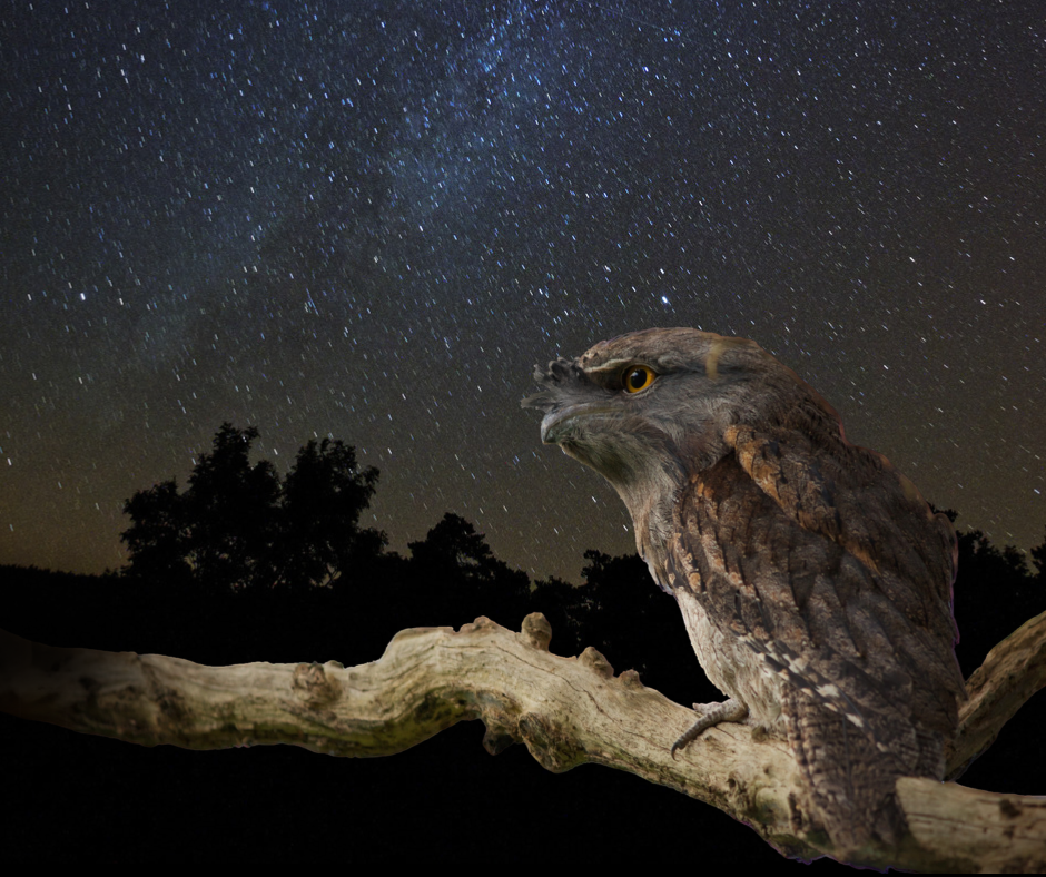 hawk rests on a branch with a starry sky in the background