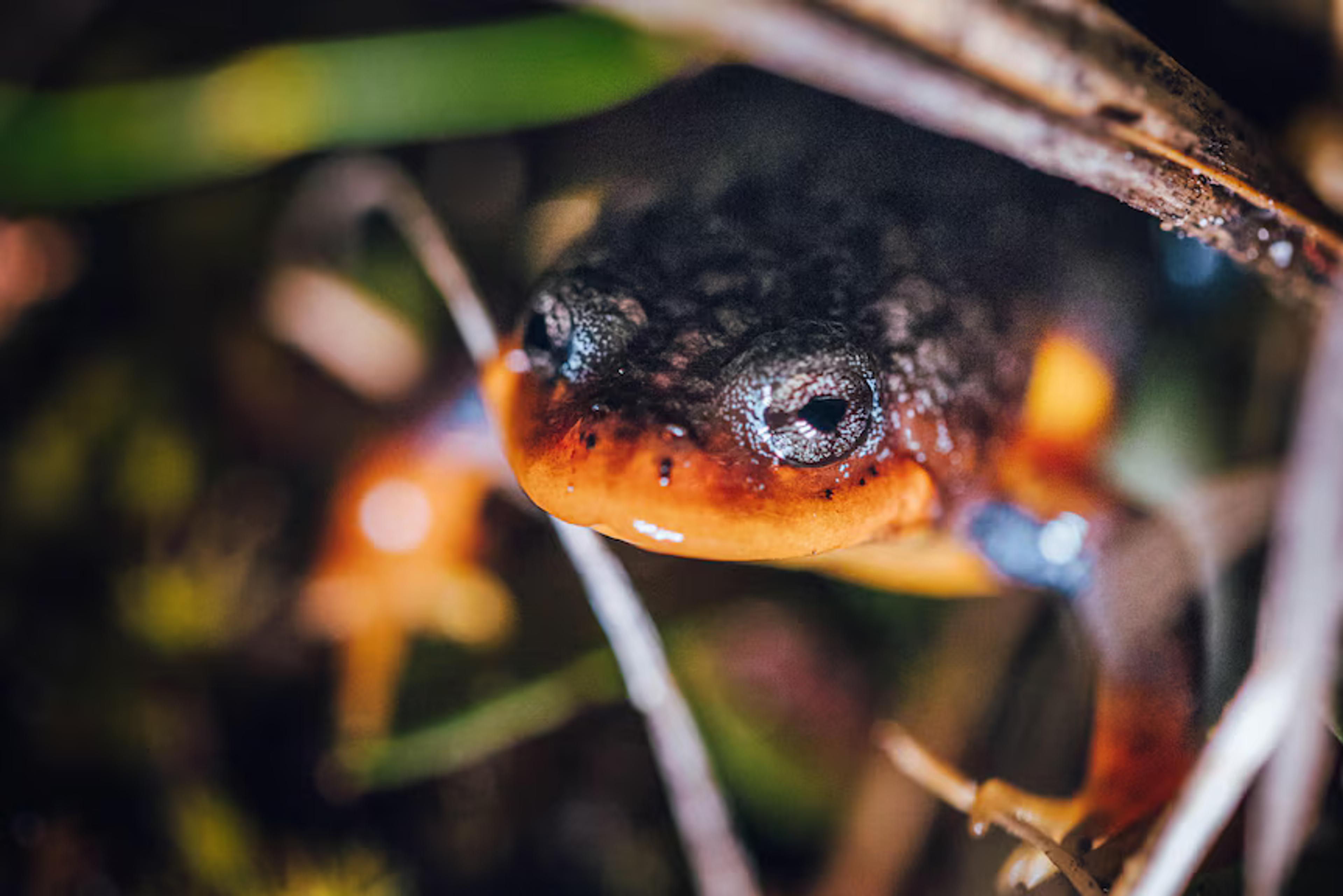 Frog in peatland