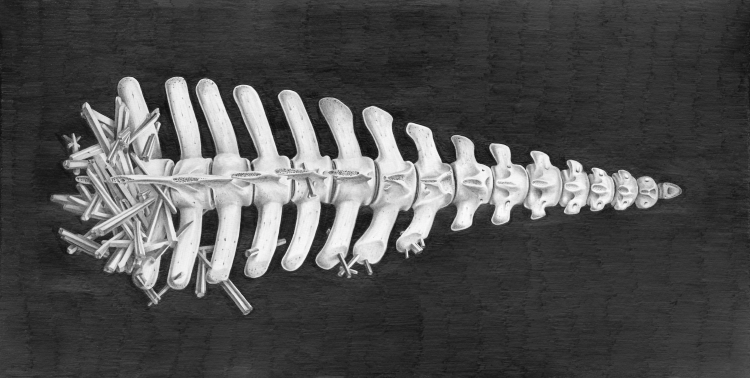 Rendering of a spine and other bones on black background