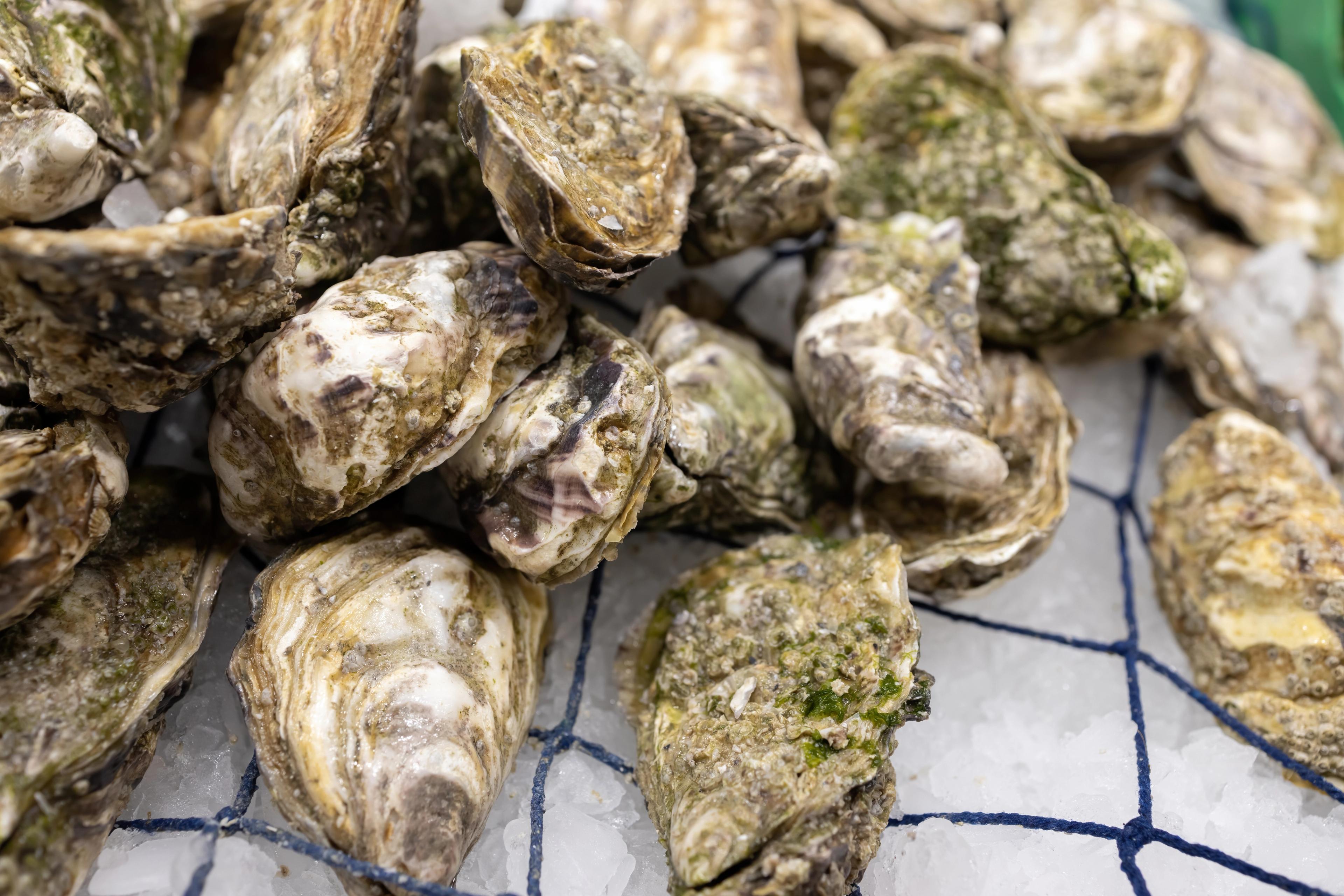 Image of oysters in their shells. 
