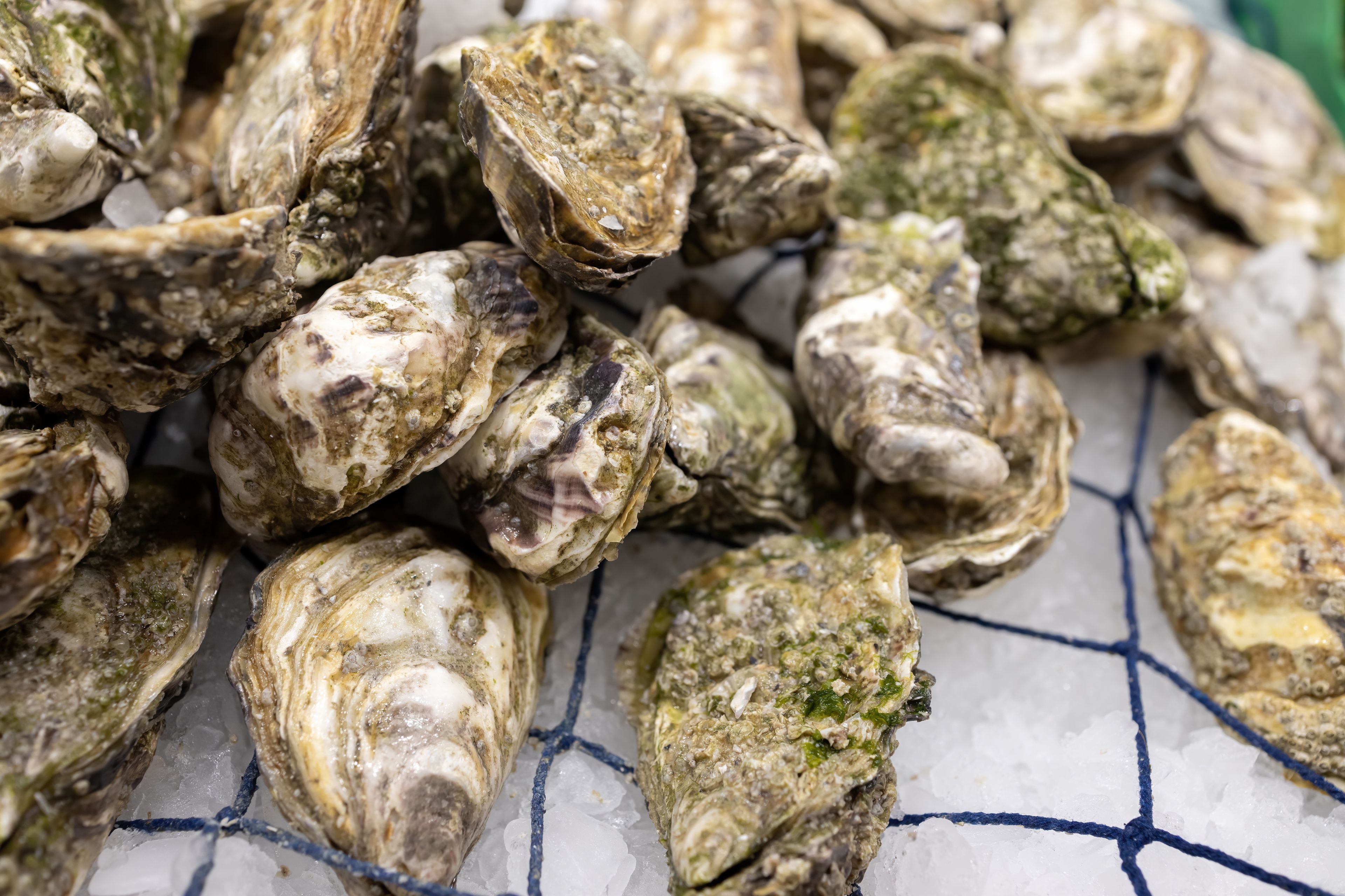 Image of oysters in their shells.