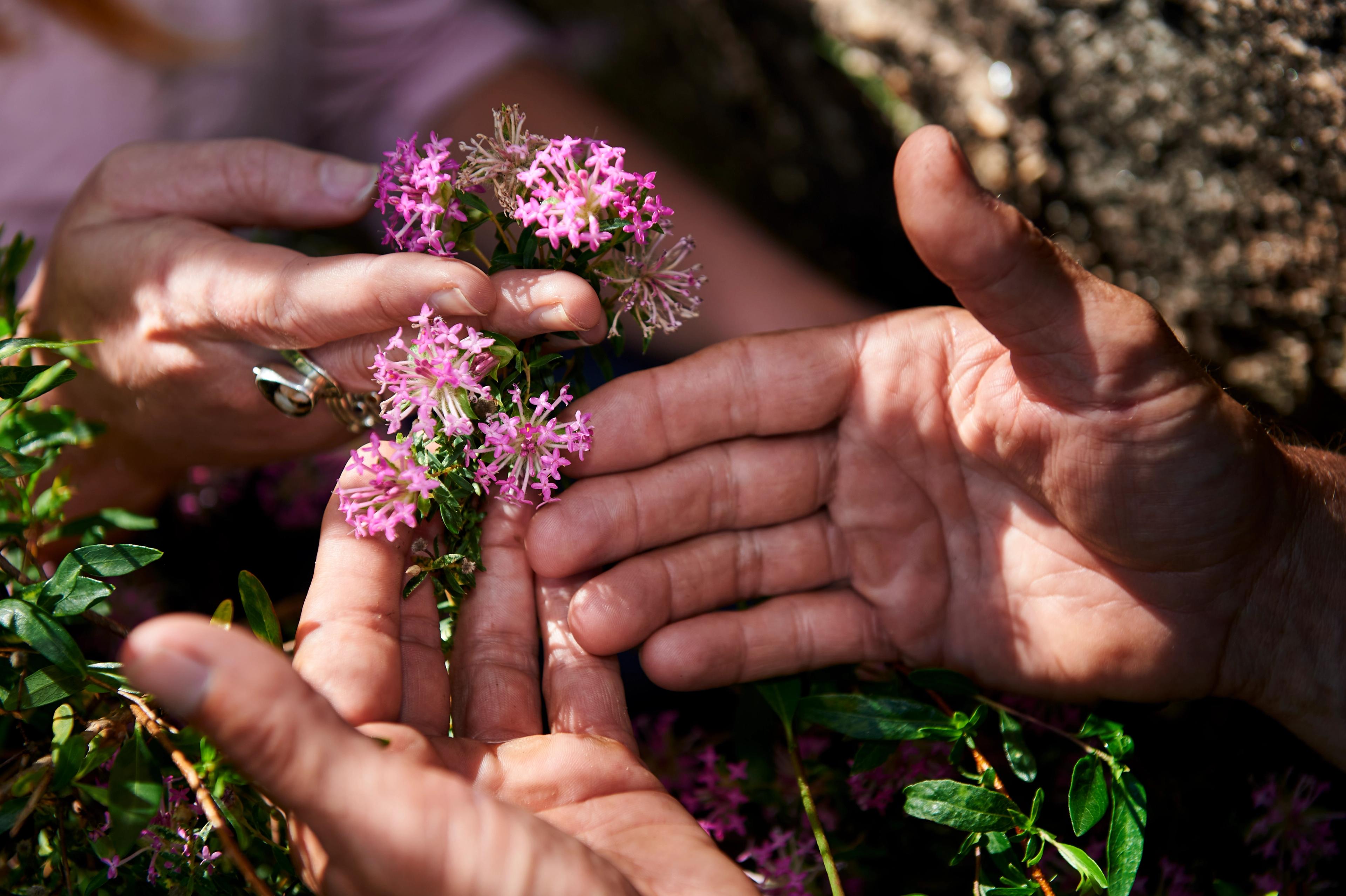 Knowledge holders share information on native plants