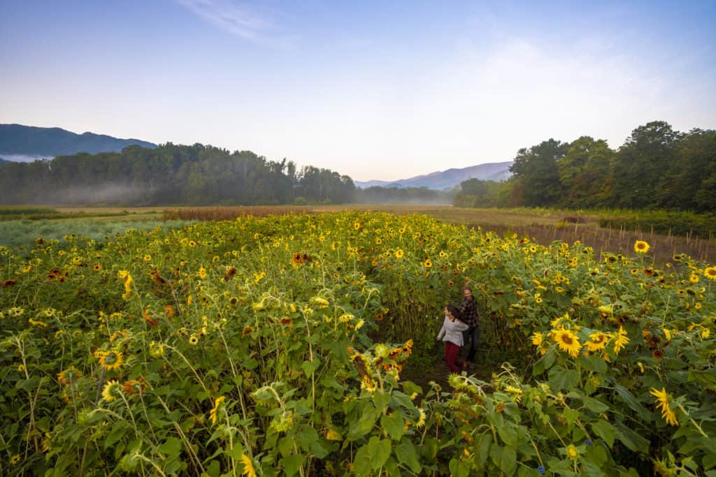 A couple walking through the sunflower maze at 10 Acre Garden in Haywood County.