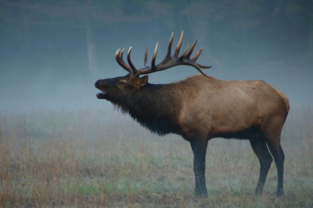 Bull elk bugling