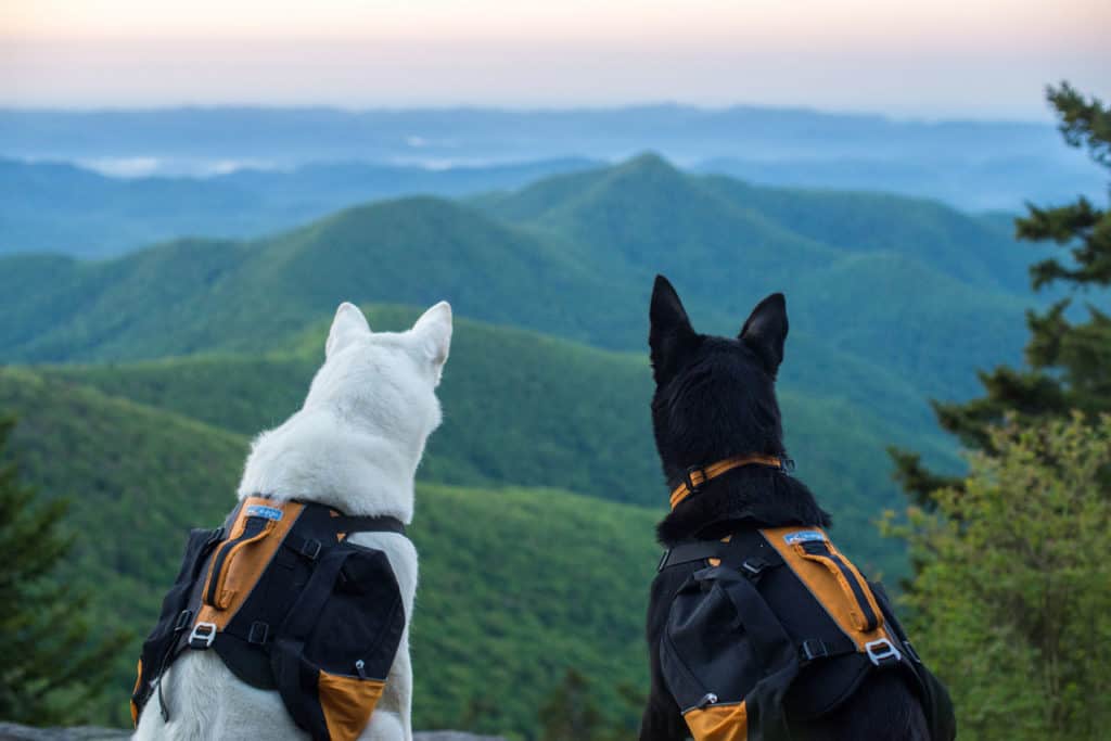 two dogs in the nc smokies