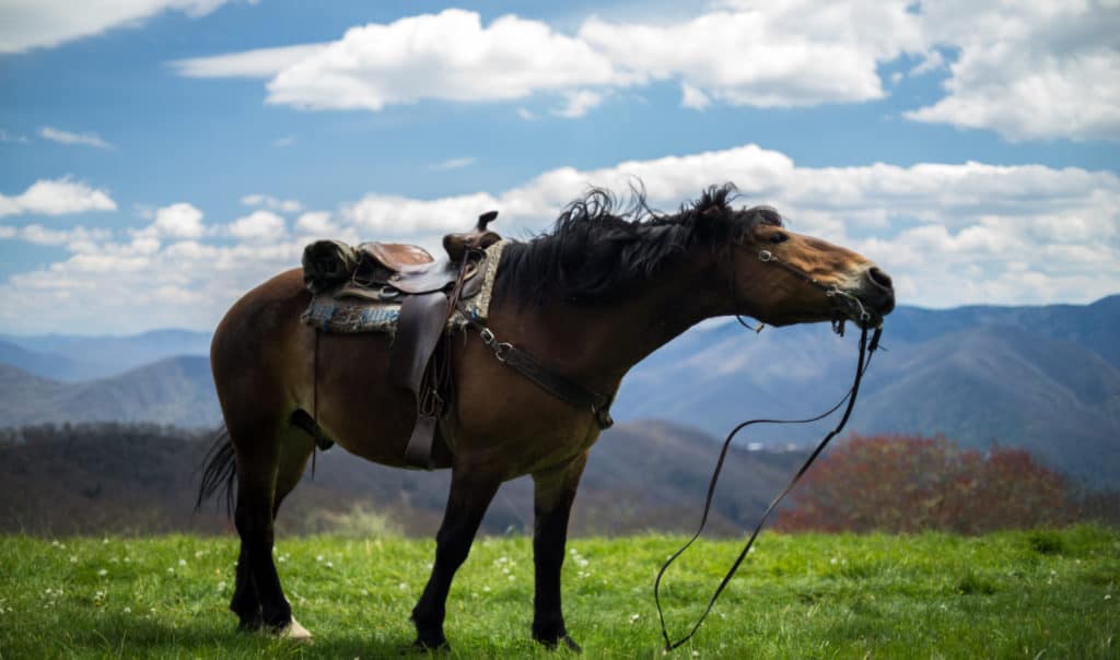 Horse geared up for a ride.