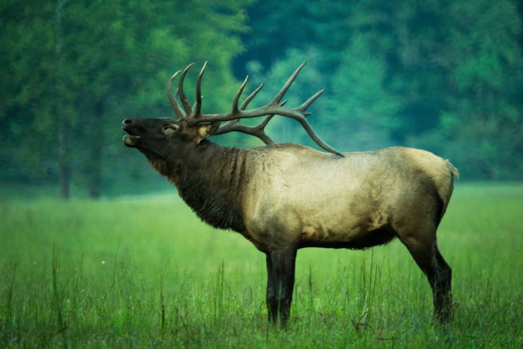 go-elk-watching