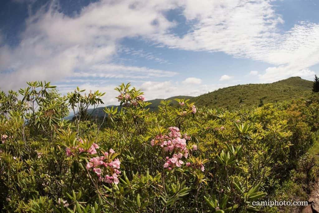 mountain laurel flower