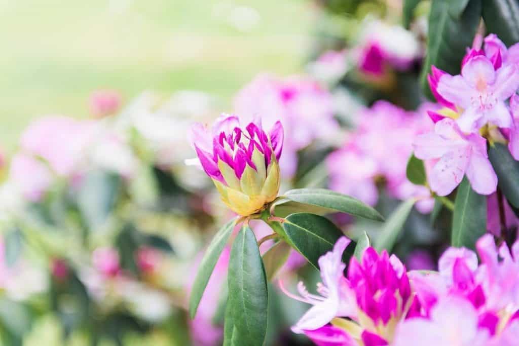 rhododendron flower