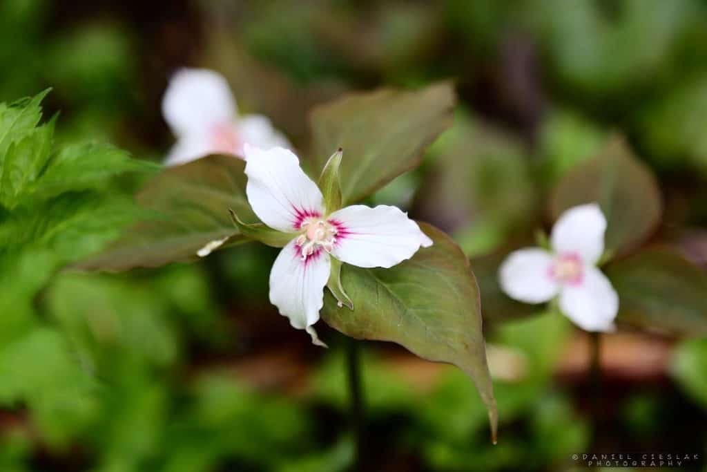 painted trillium