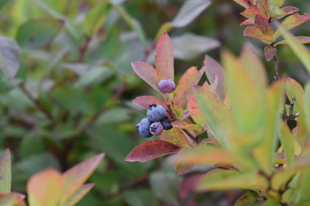 blueberries