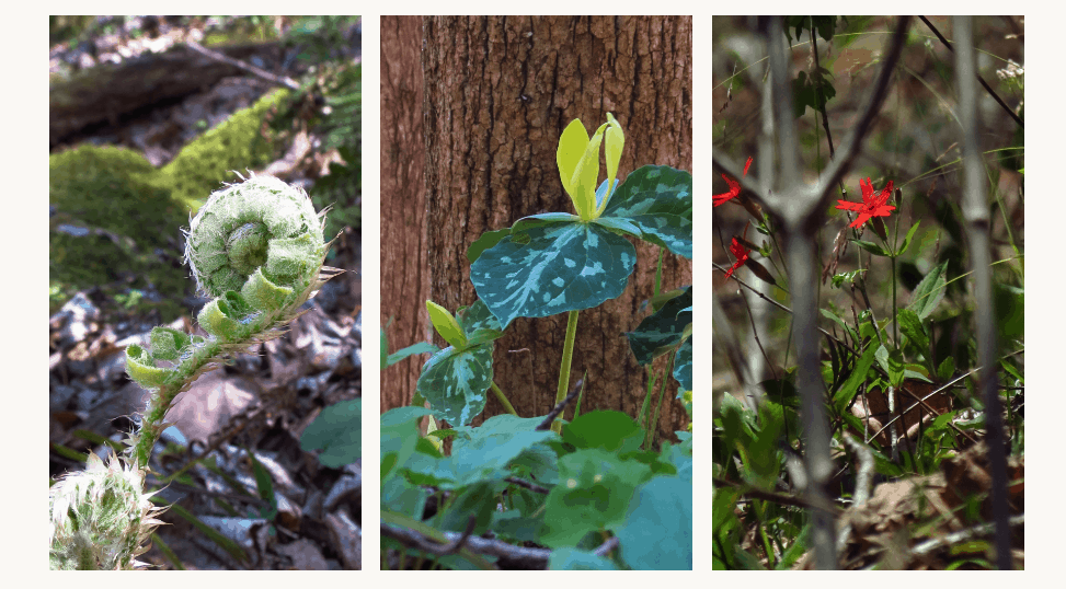 Wildflowers Fiddle Head Fern Yellow Trilliums Fire Pink