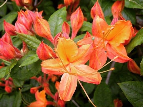 flaming azalea flower