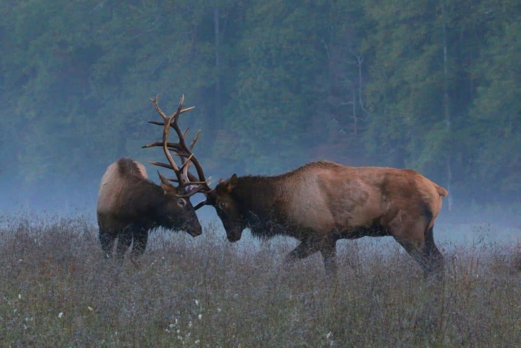 Two bull elks headbutting in the morning fog at Cataloochee Valley | Photo by Adrienne Rainy