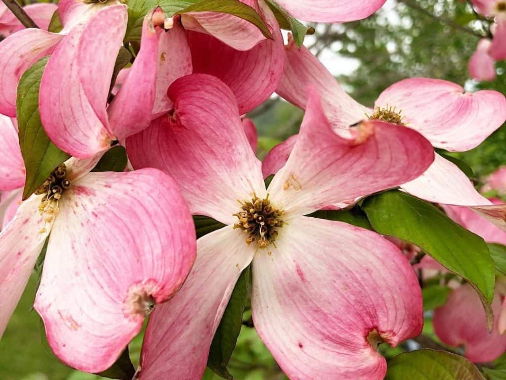 dogwood flower