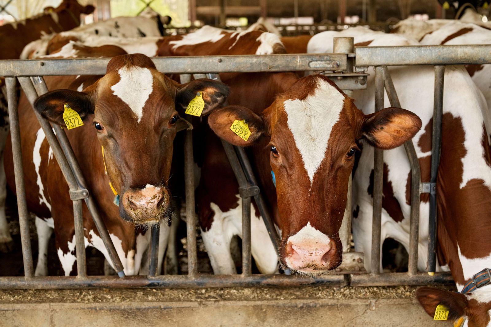 Cows at the farm
