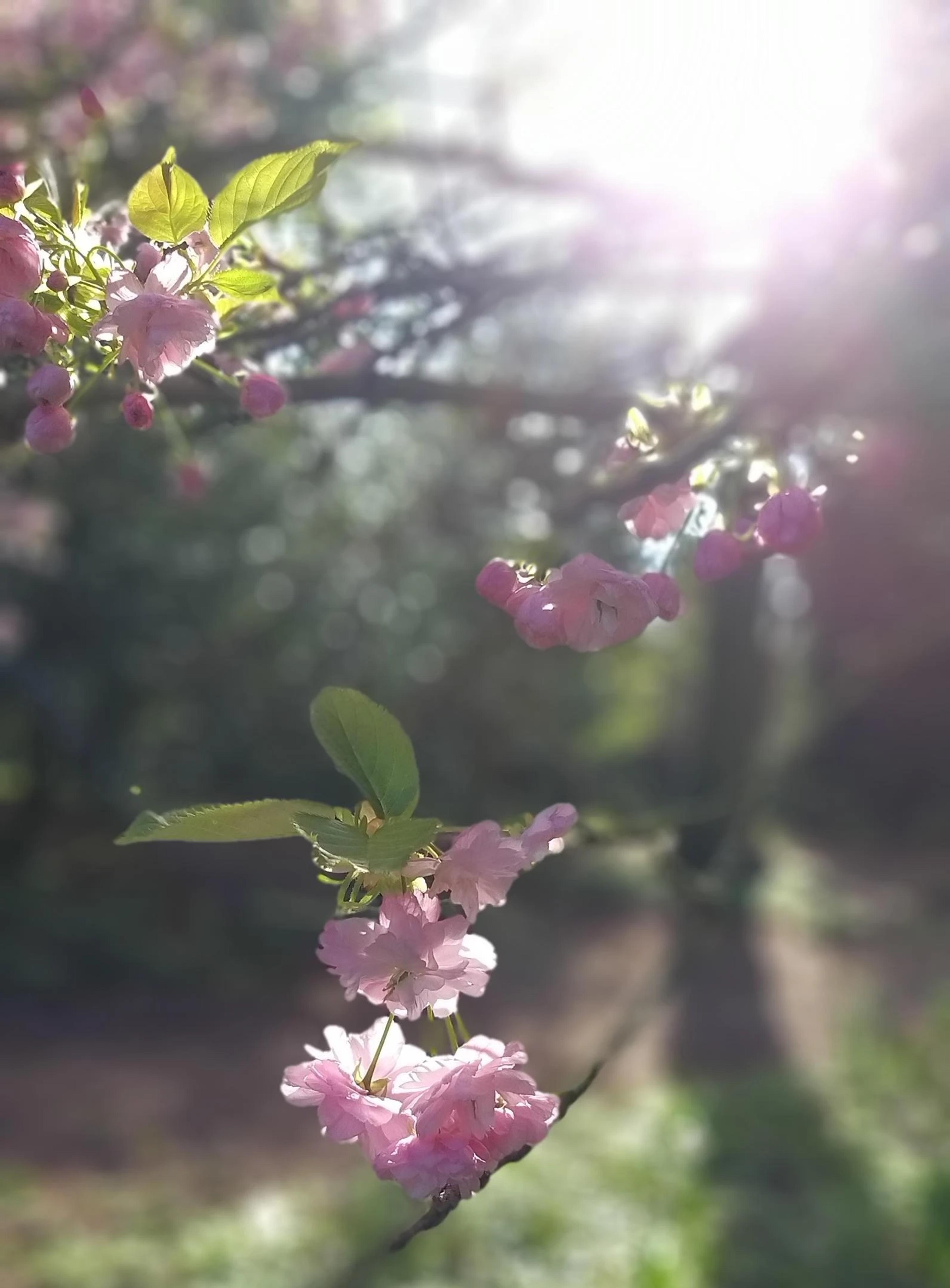 Transformation, rejuvenation and renewal