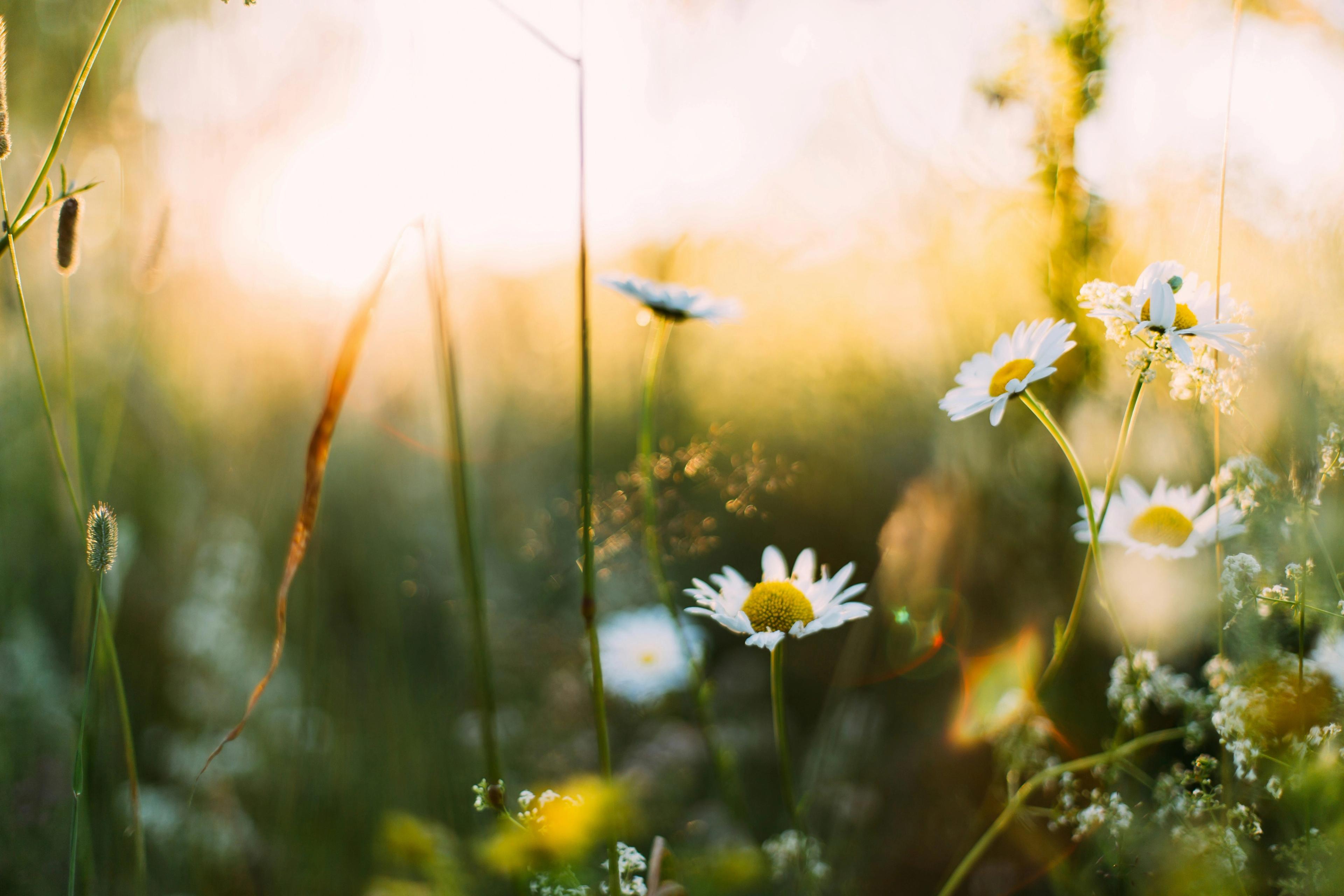 Asanas for springtime