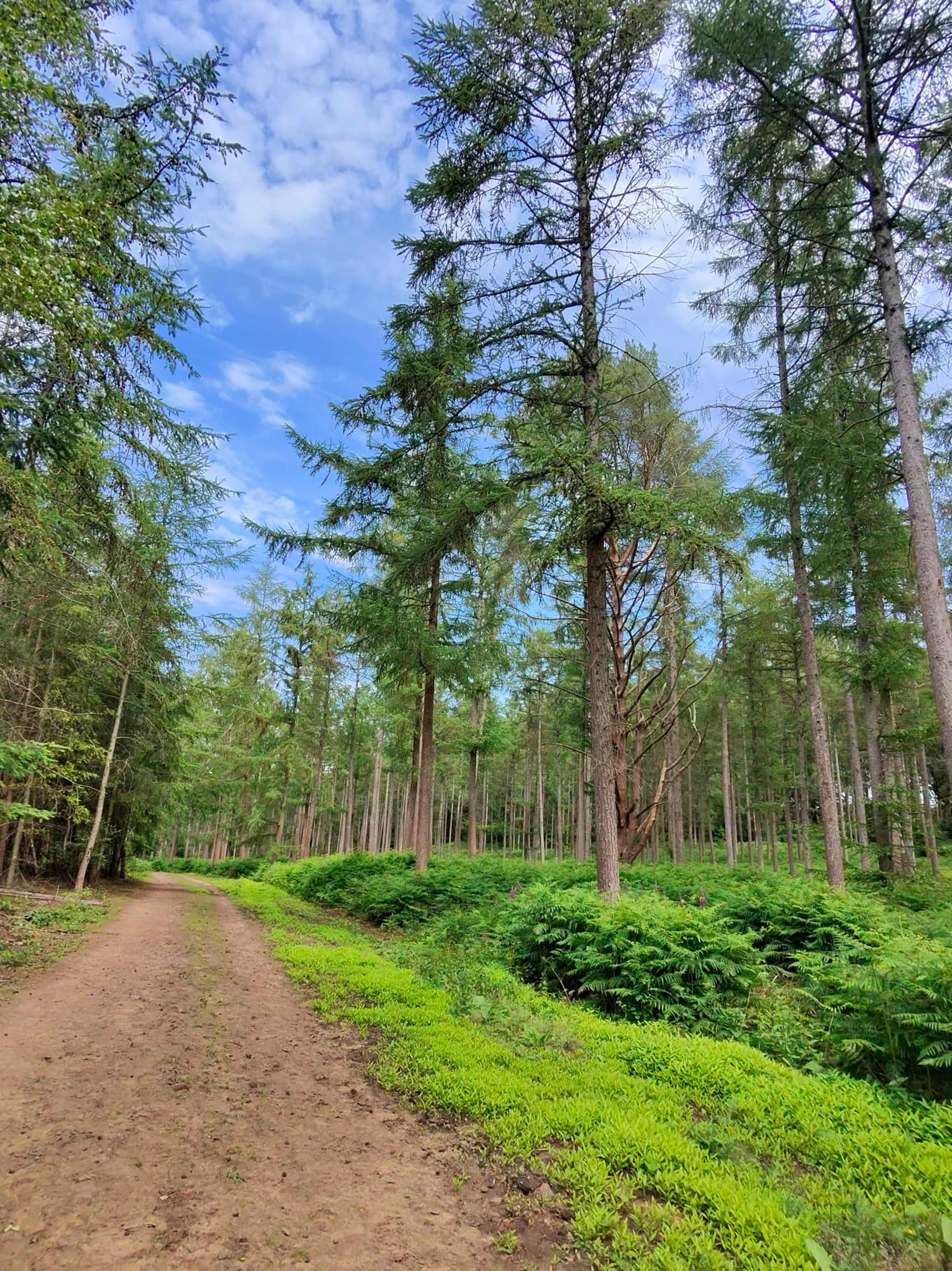 Farley Green Woods