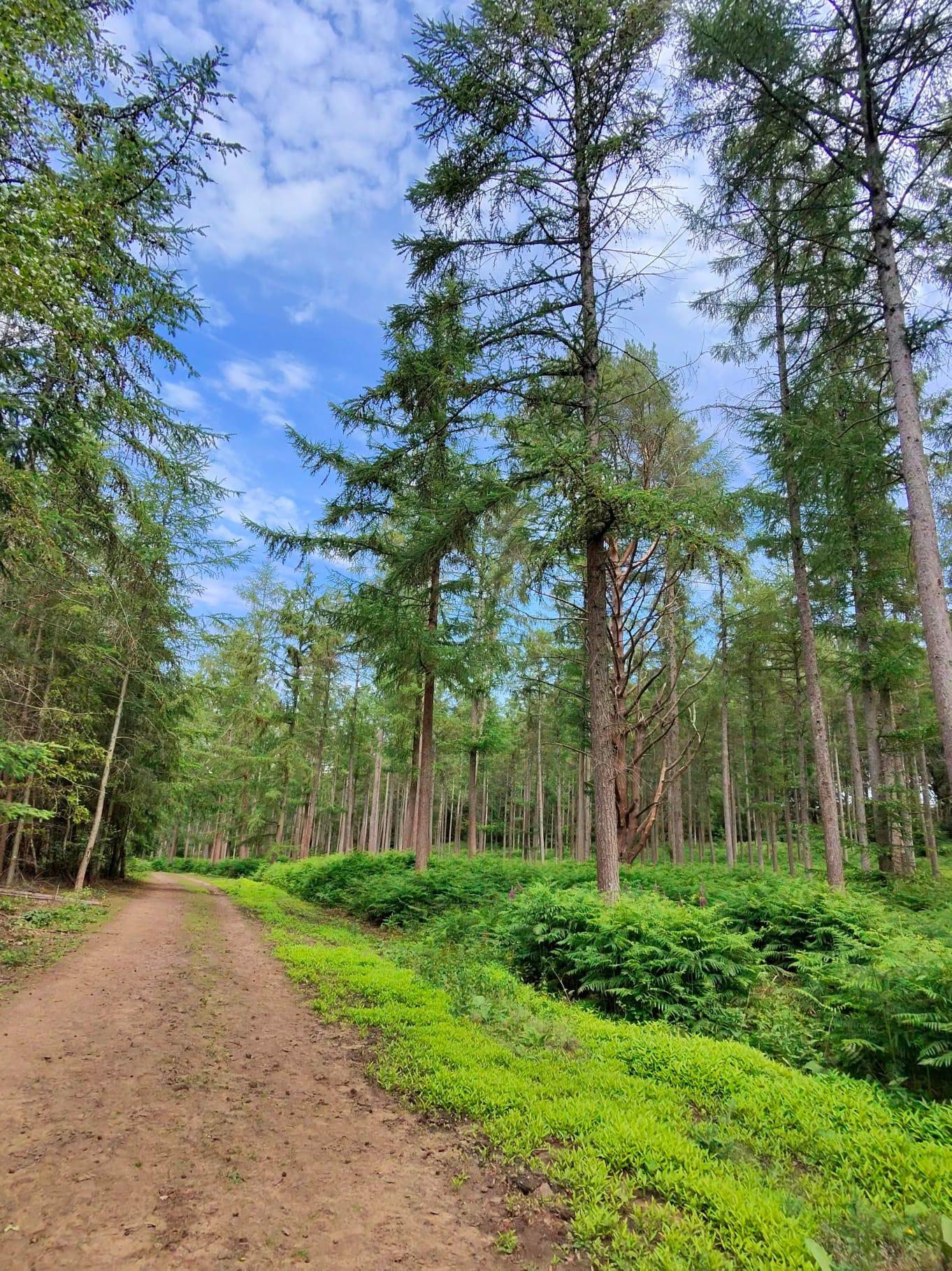 Farley Green Woods