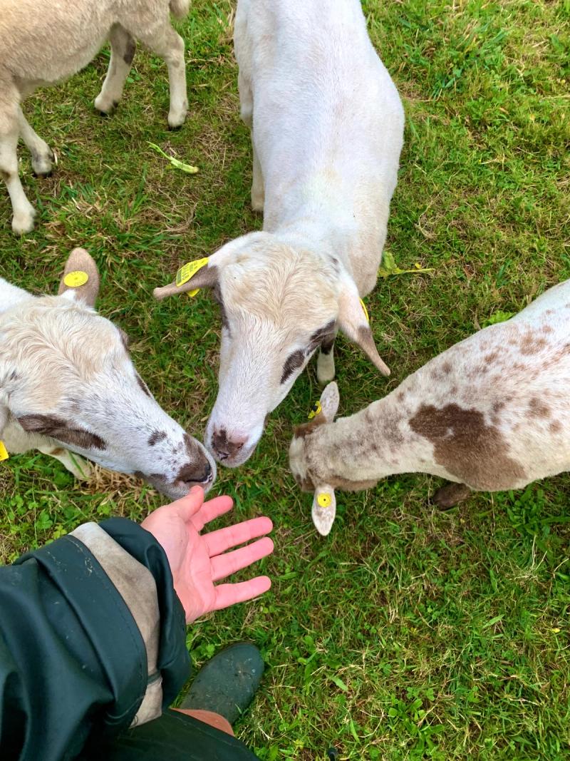 Desarrolla - Tu constructora de confianza