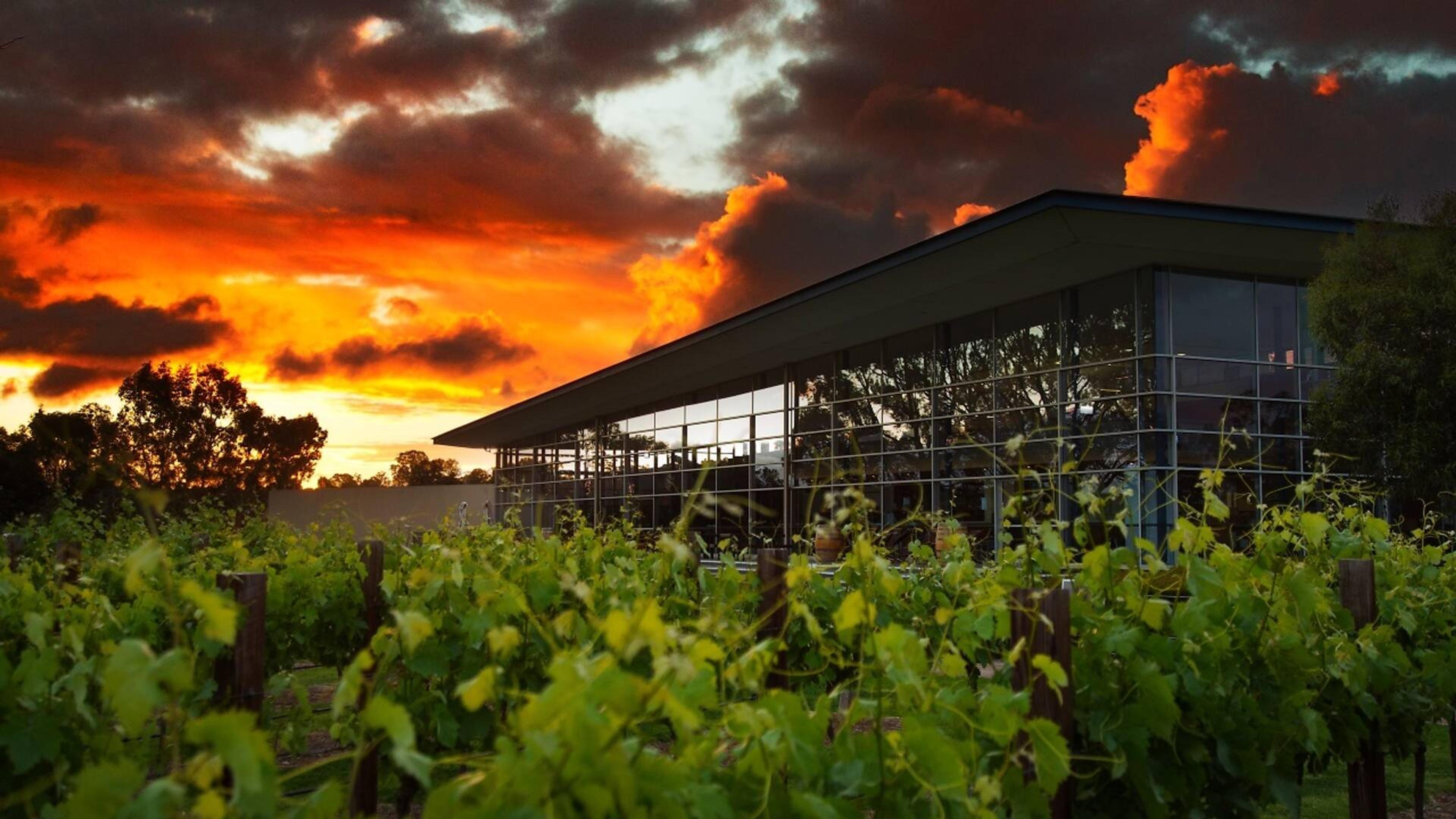 Jacob's creek vineyard