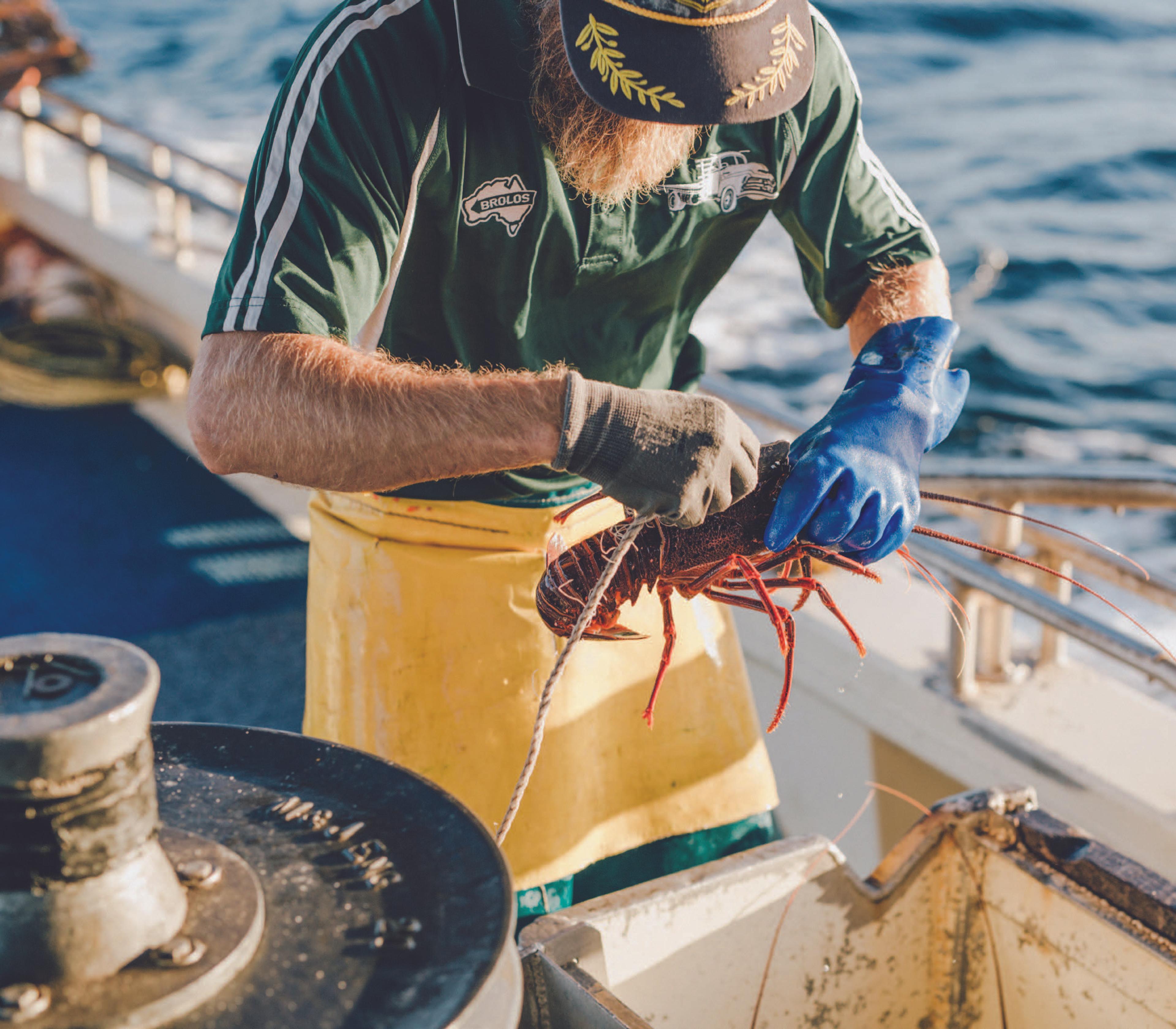Global leaders in rock lobster processing and exportation.