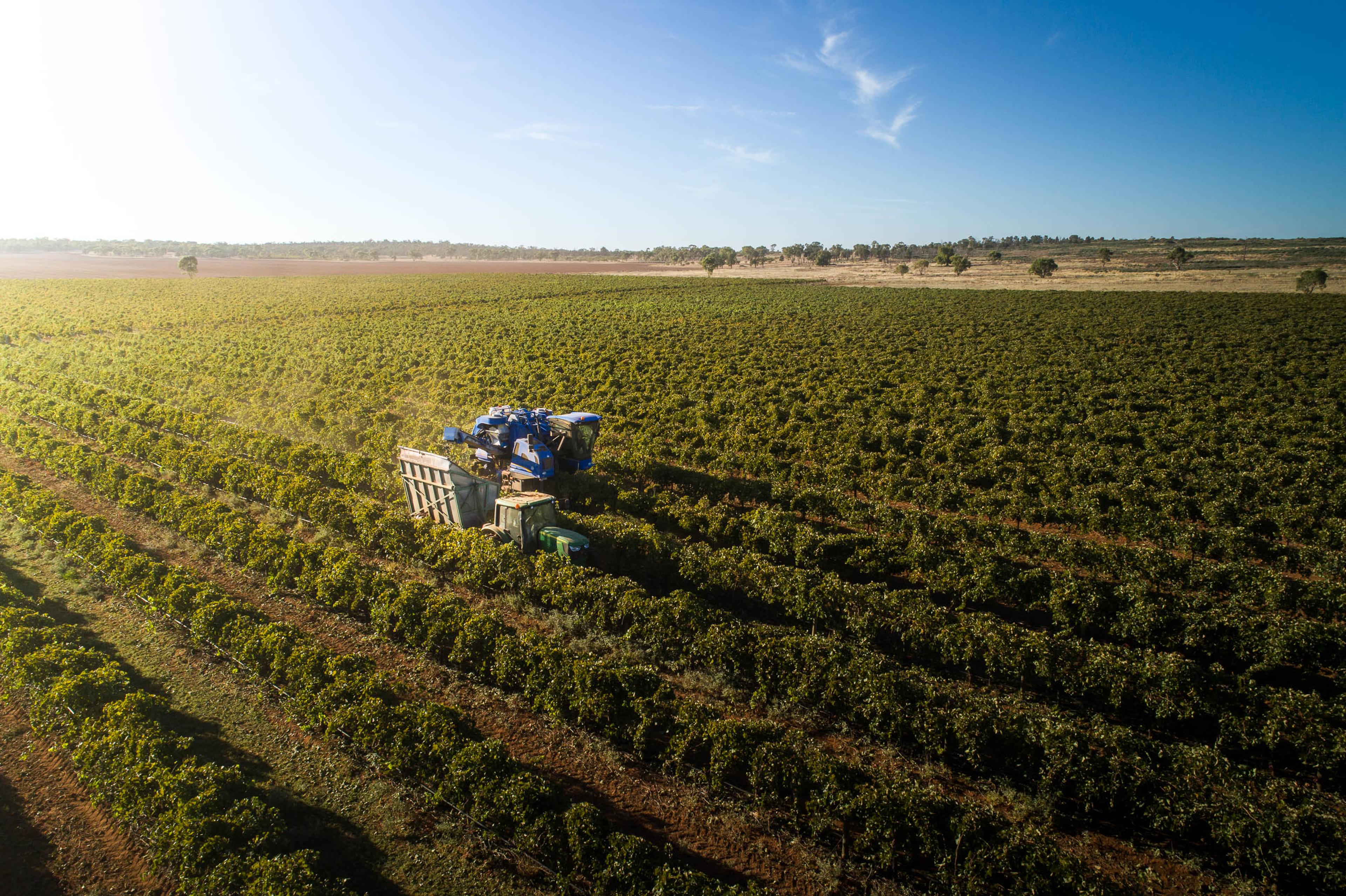 berton vineyard