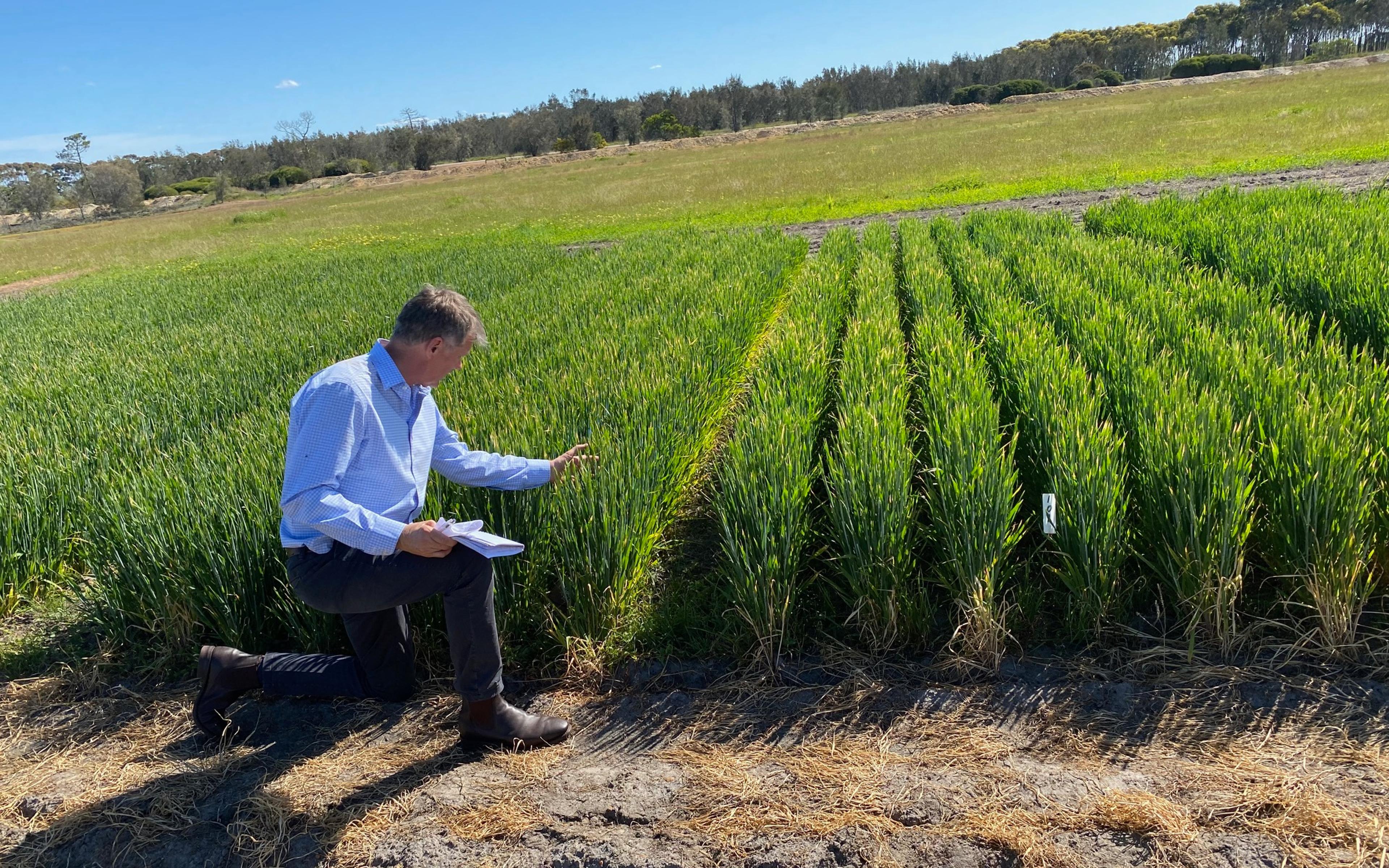 Agripower's fertiliser amorphous silica