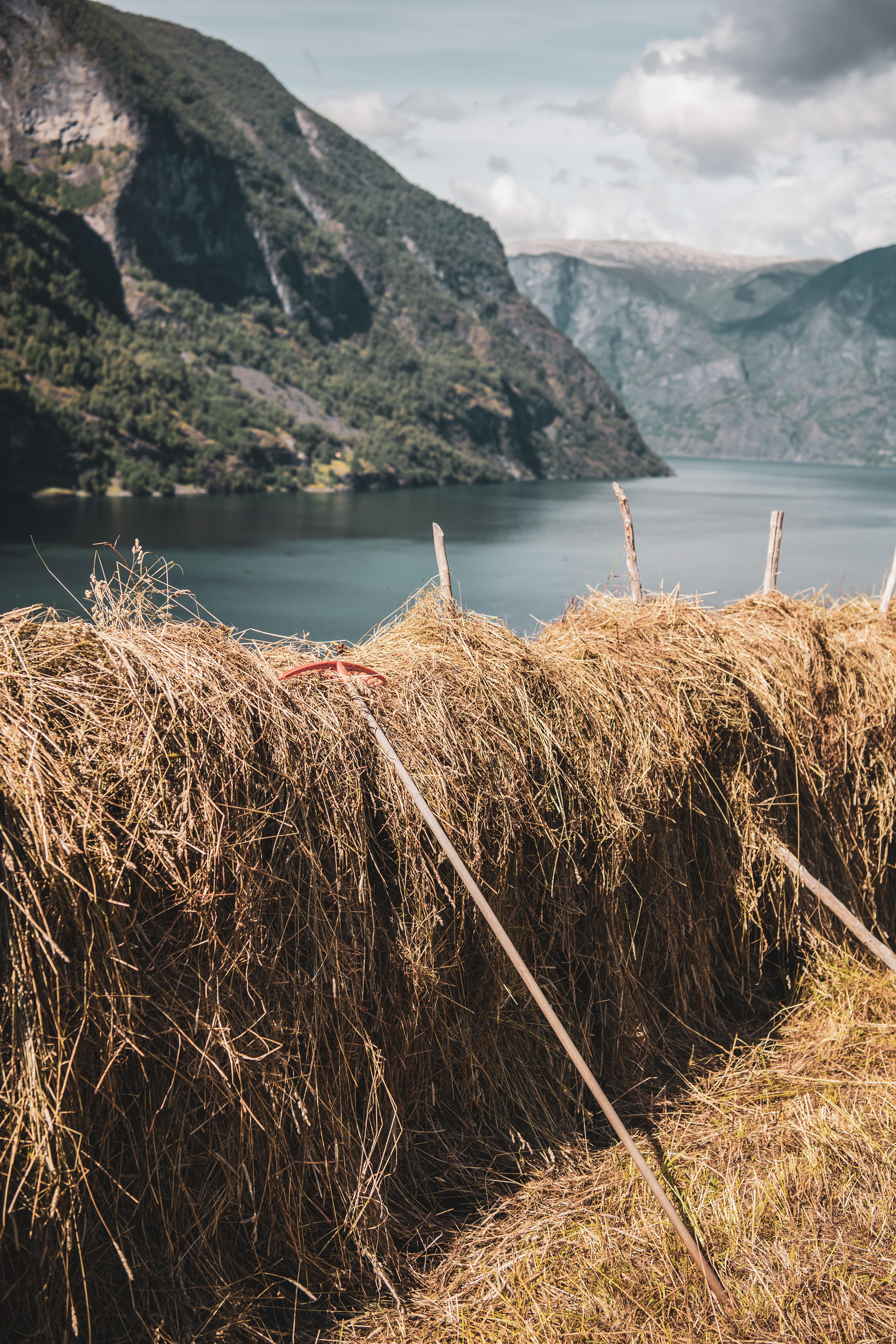 Hay at Otternes Farm