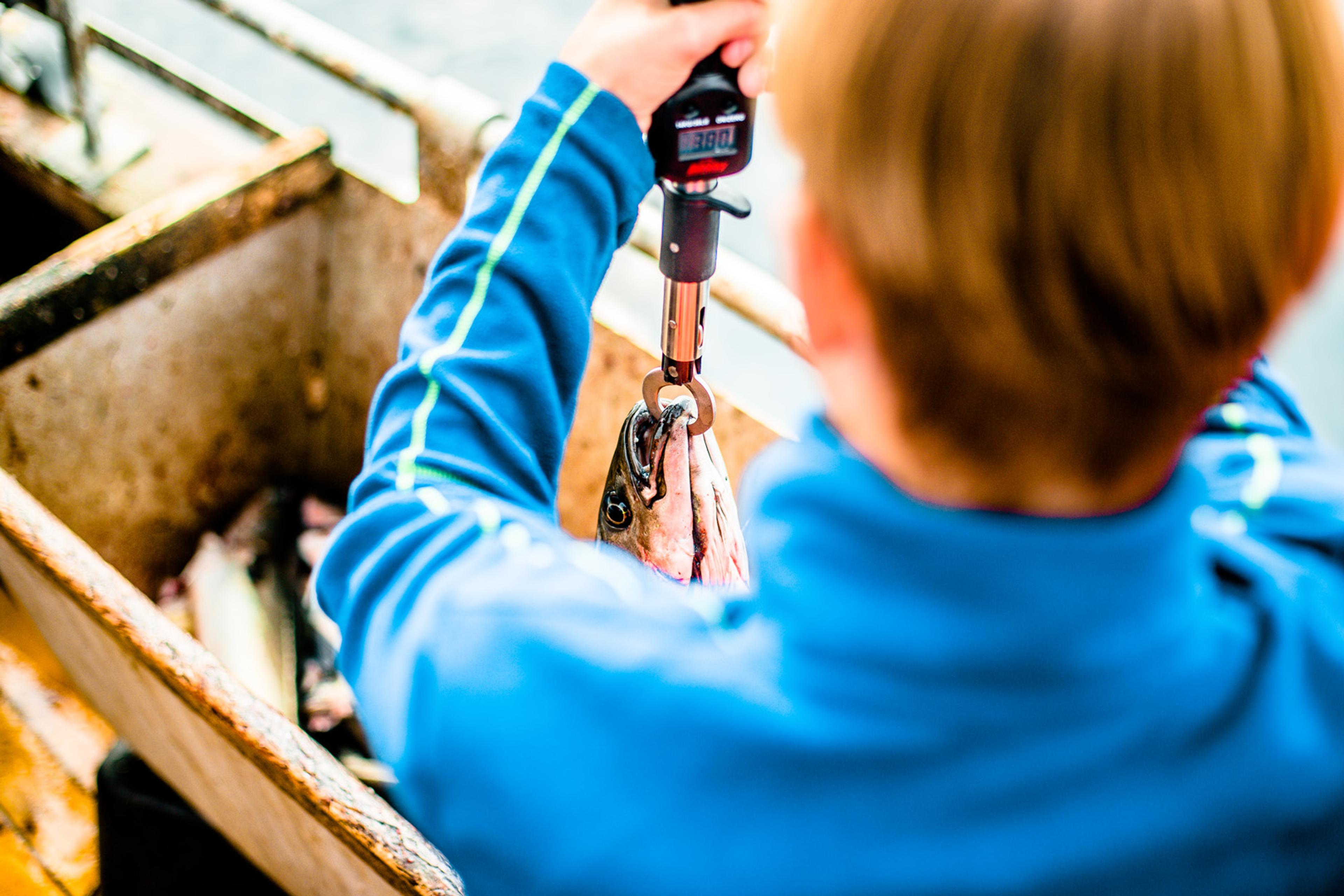 A boy weighs his fish