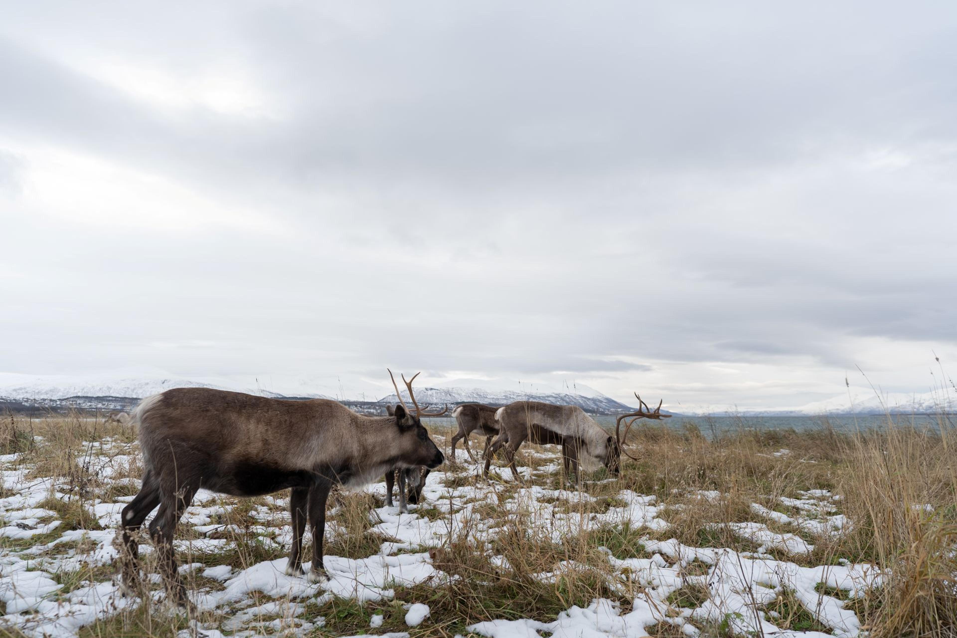 Flokk med reinsdyr i et åpent, snødekt landskap 
