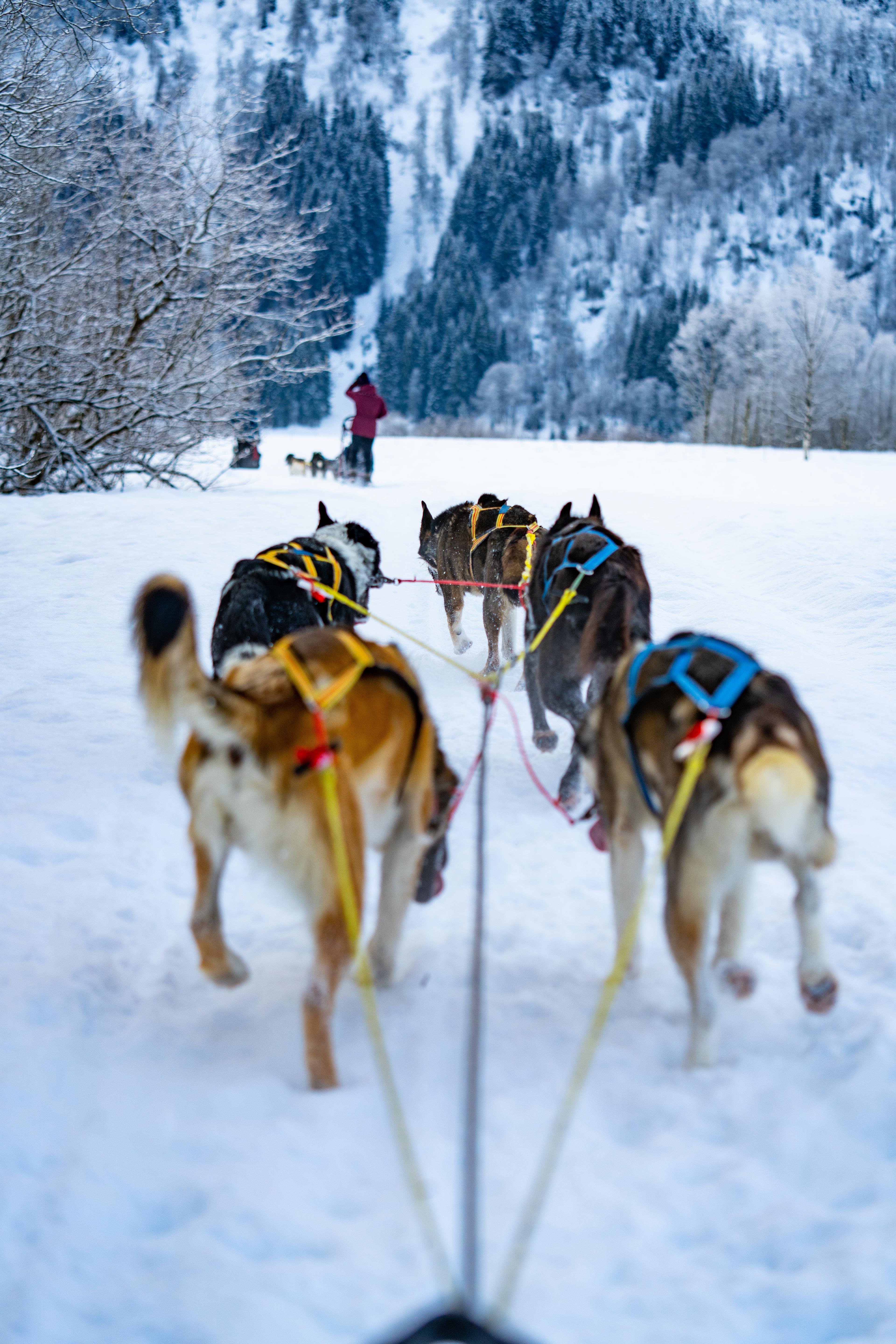 Dogs pull a sled in a snowy landscape