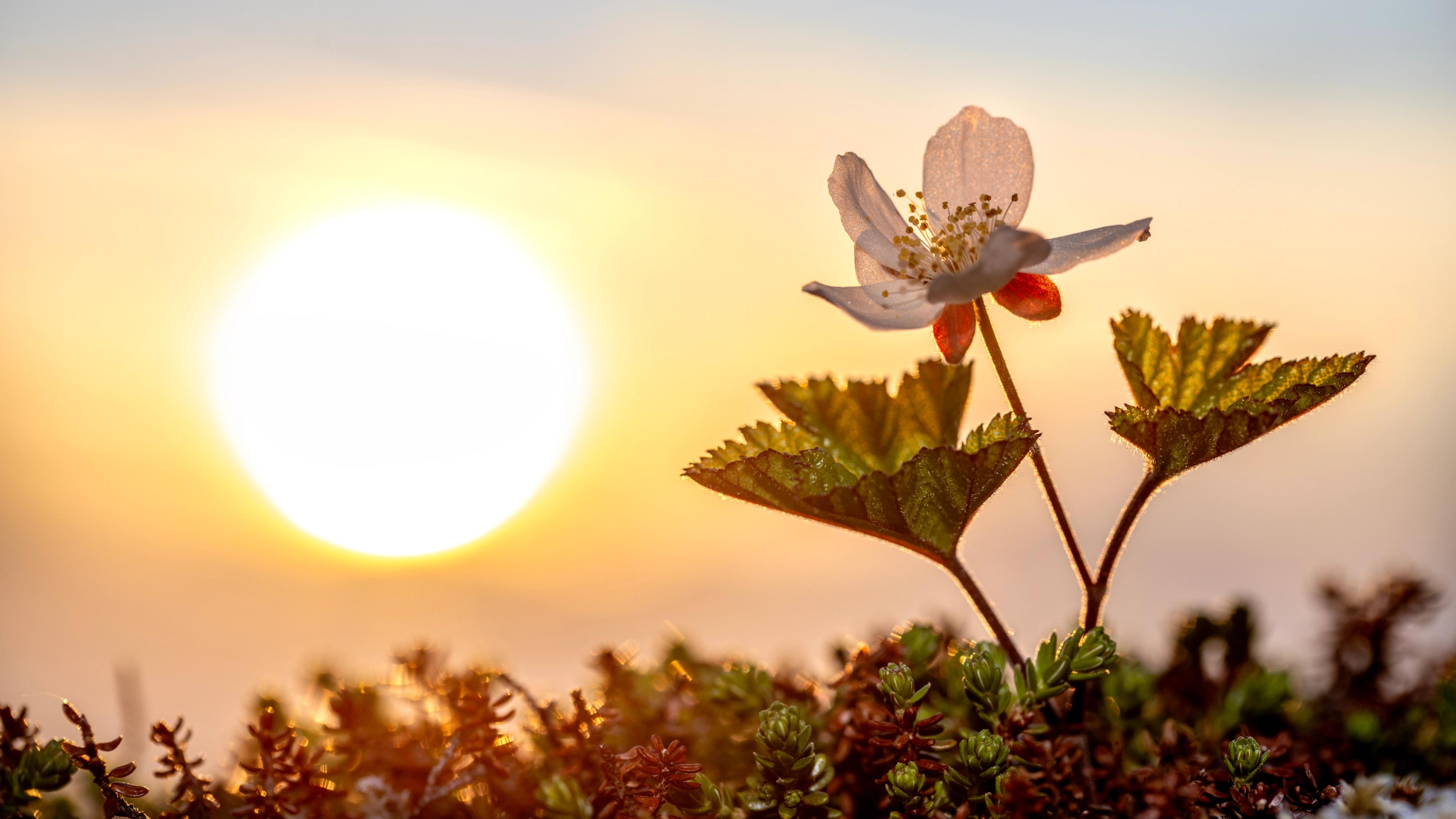 Una flor al atardecer.