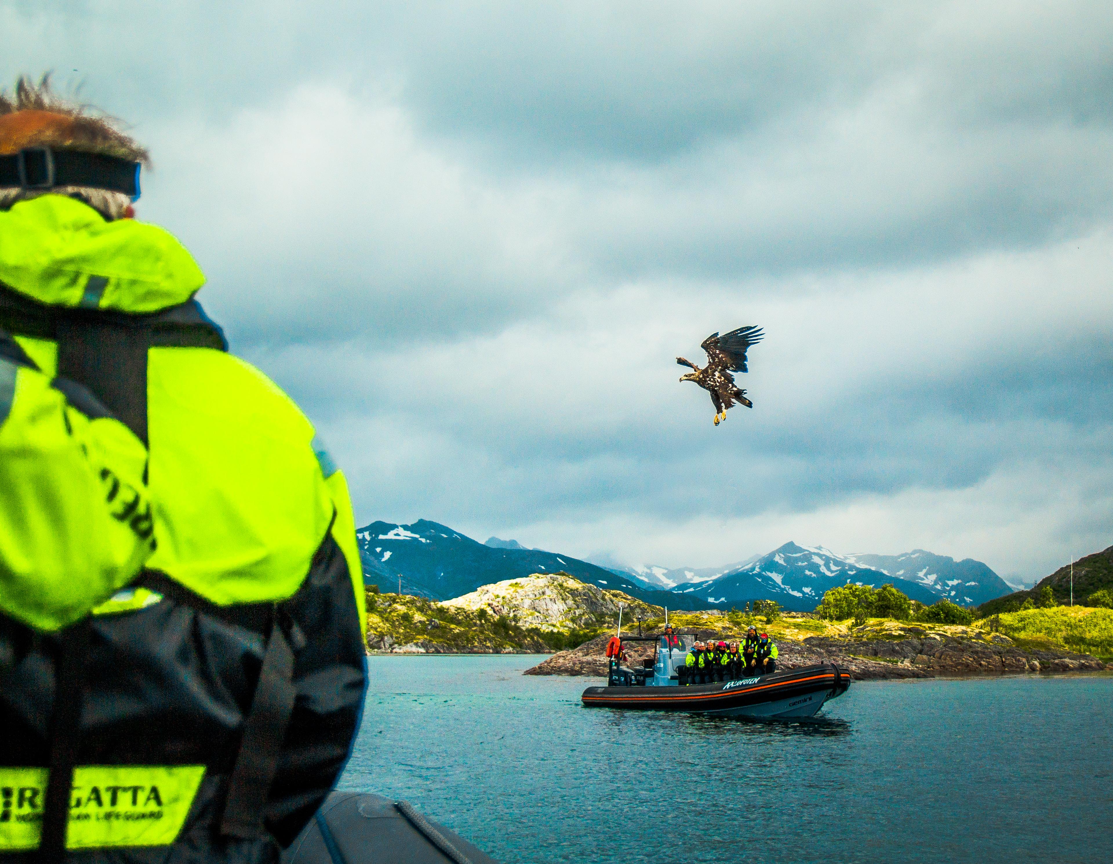 Turister i en rød RIB båt med en stor havørn som flyr over