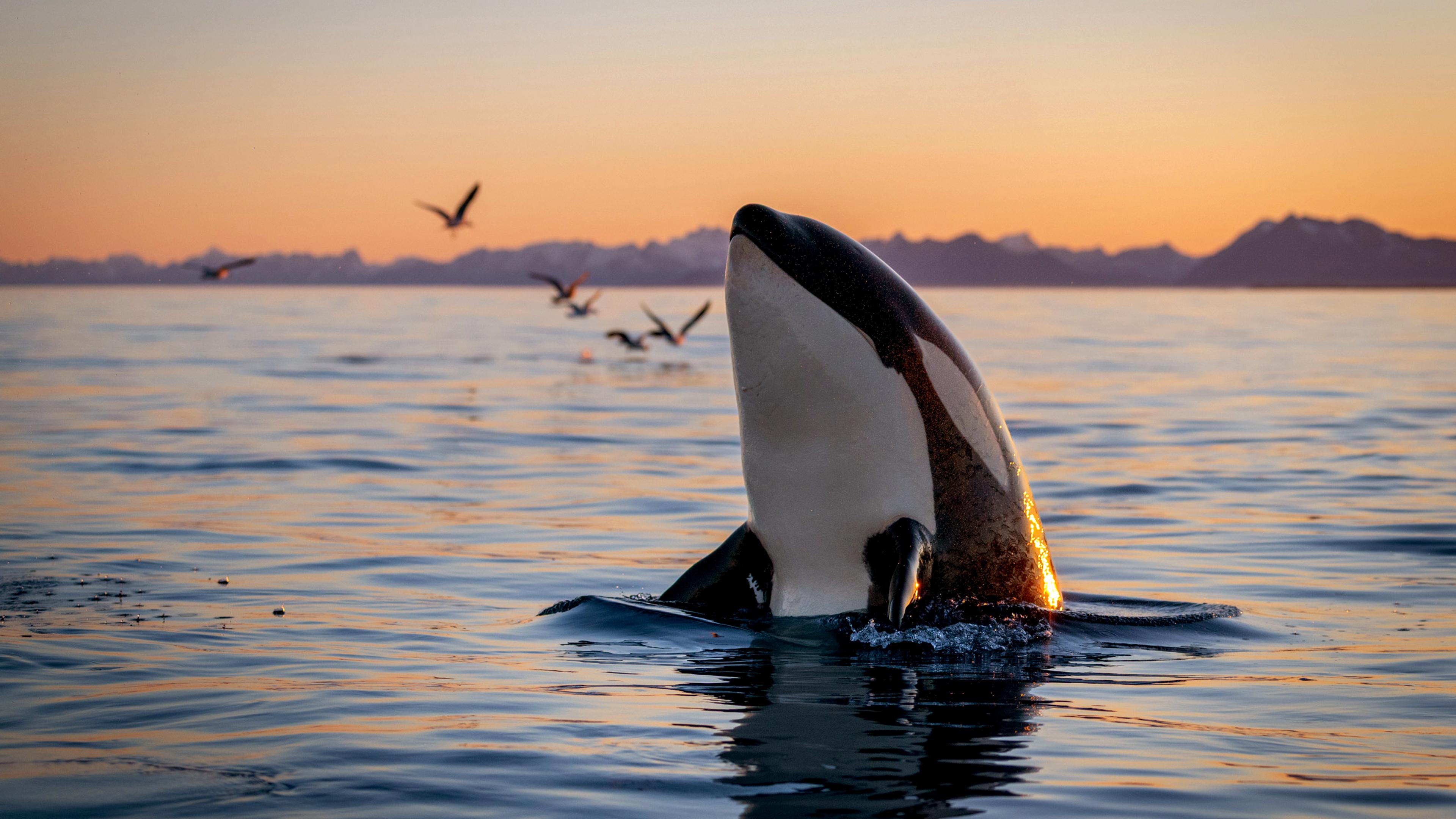 Una orca a la luz del atardecer.