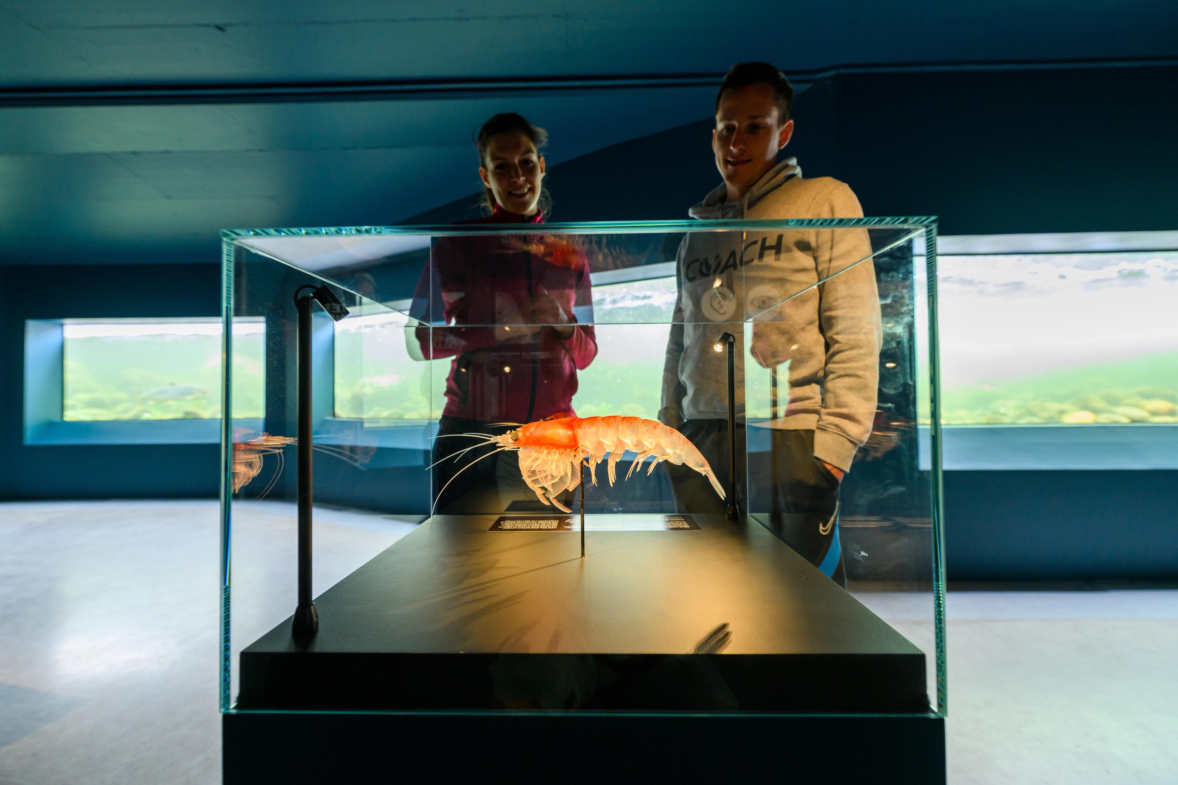 Los turistas observan el alimento del salmón: un camarón