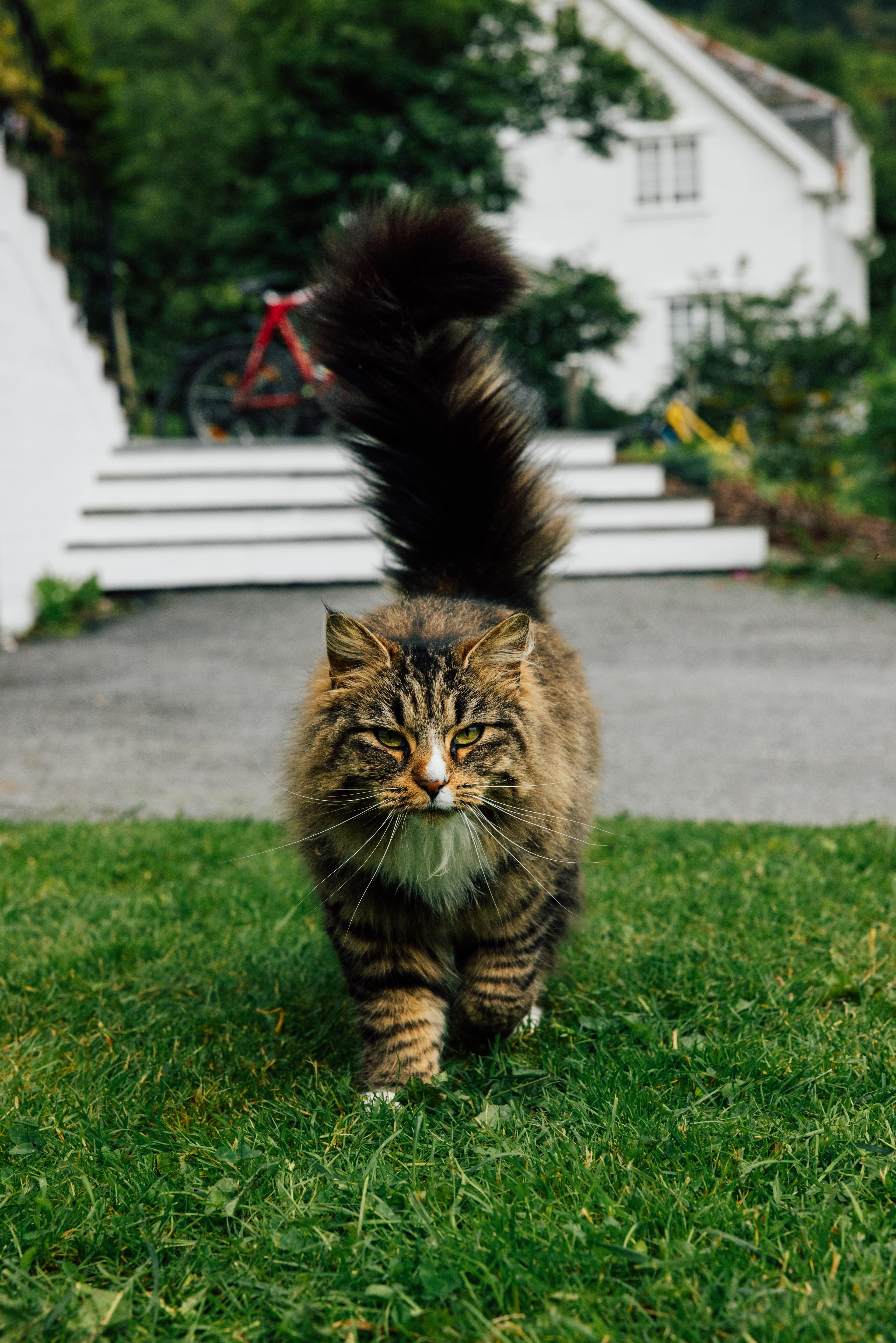 Photo of a cat.