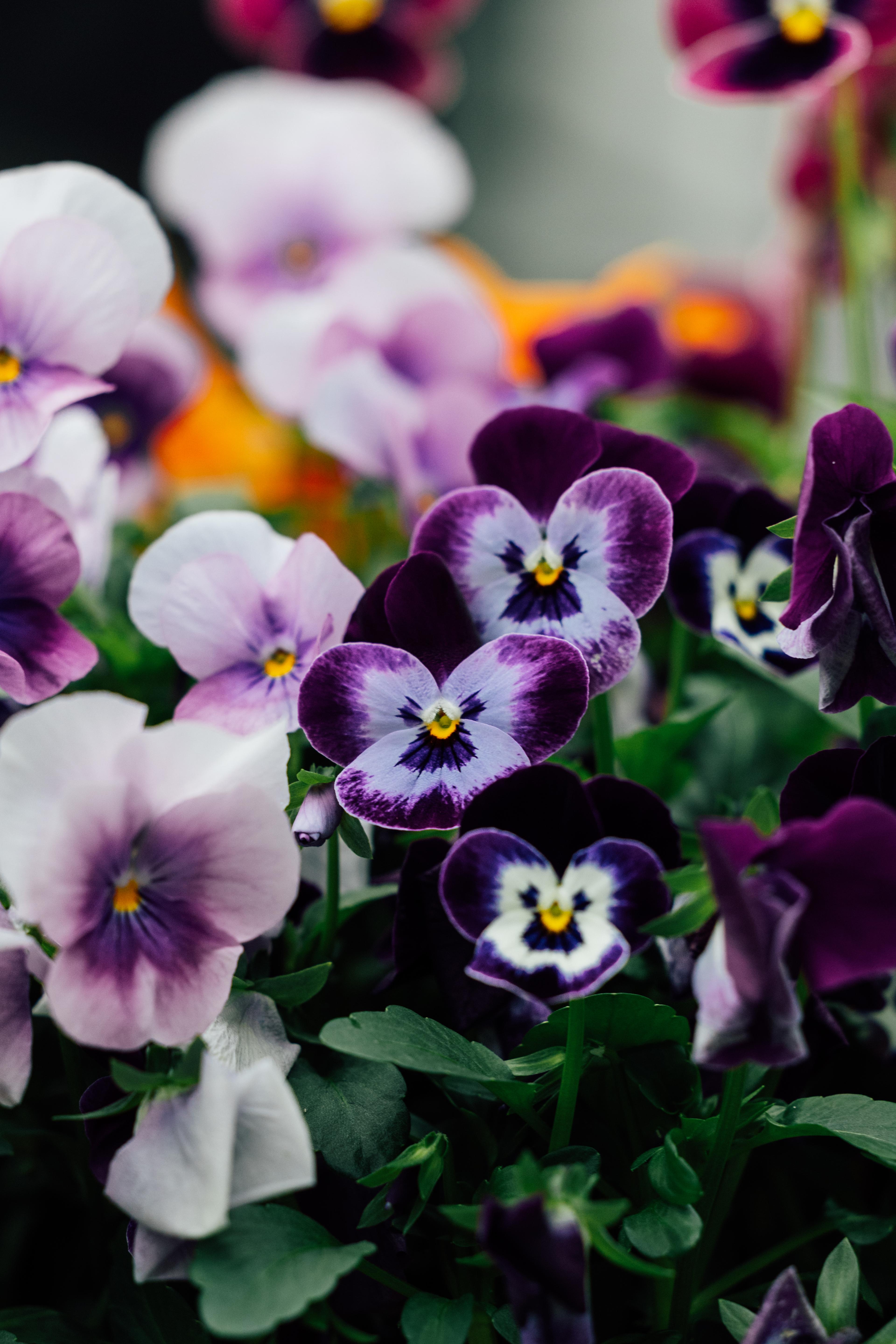 Close-up of pansies.