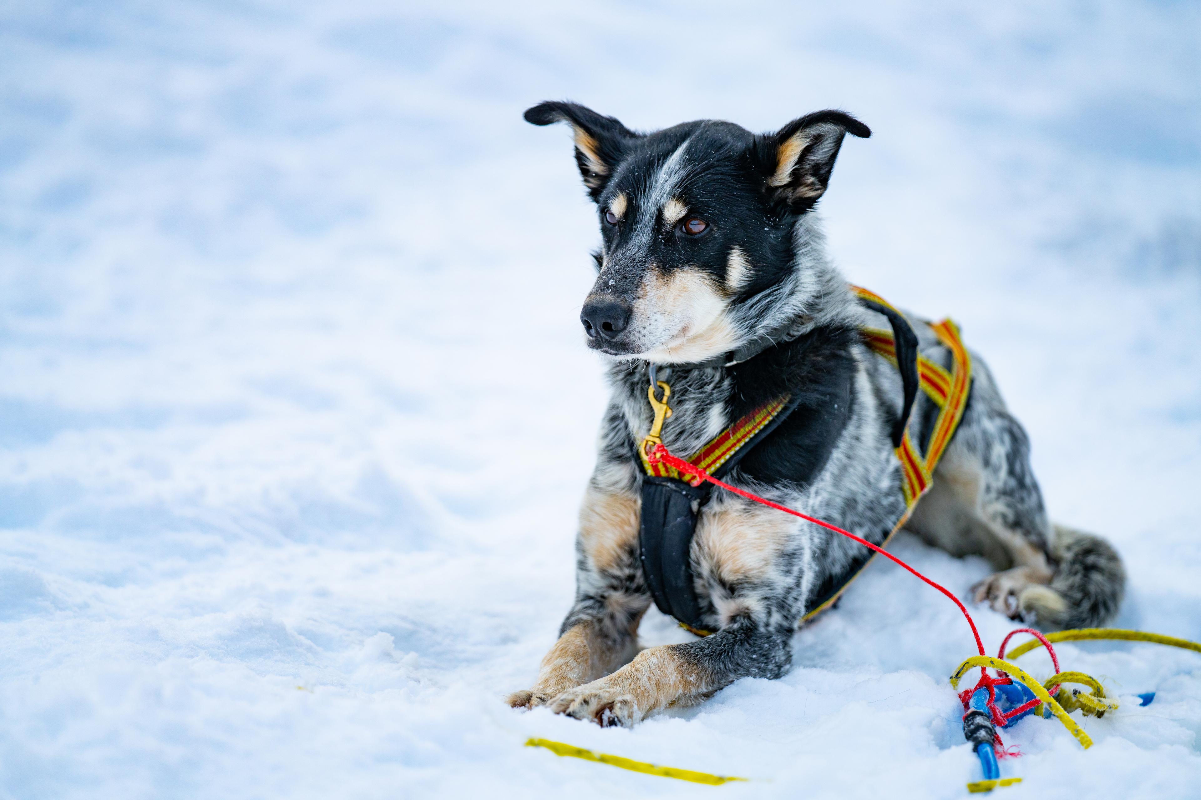 En ung huskey ligger og tar seg en velfortjent hvil i snøen.