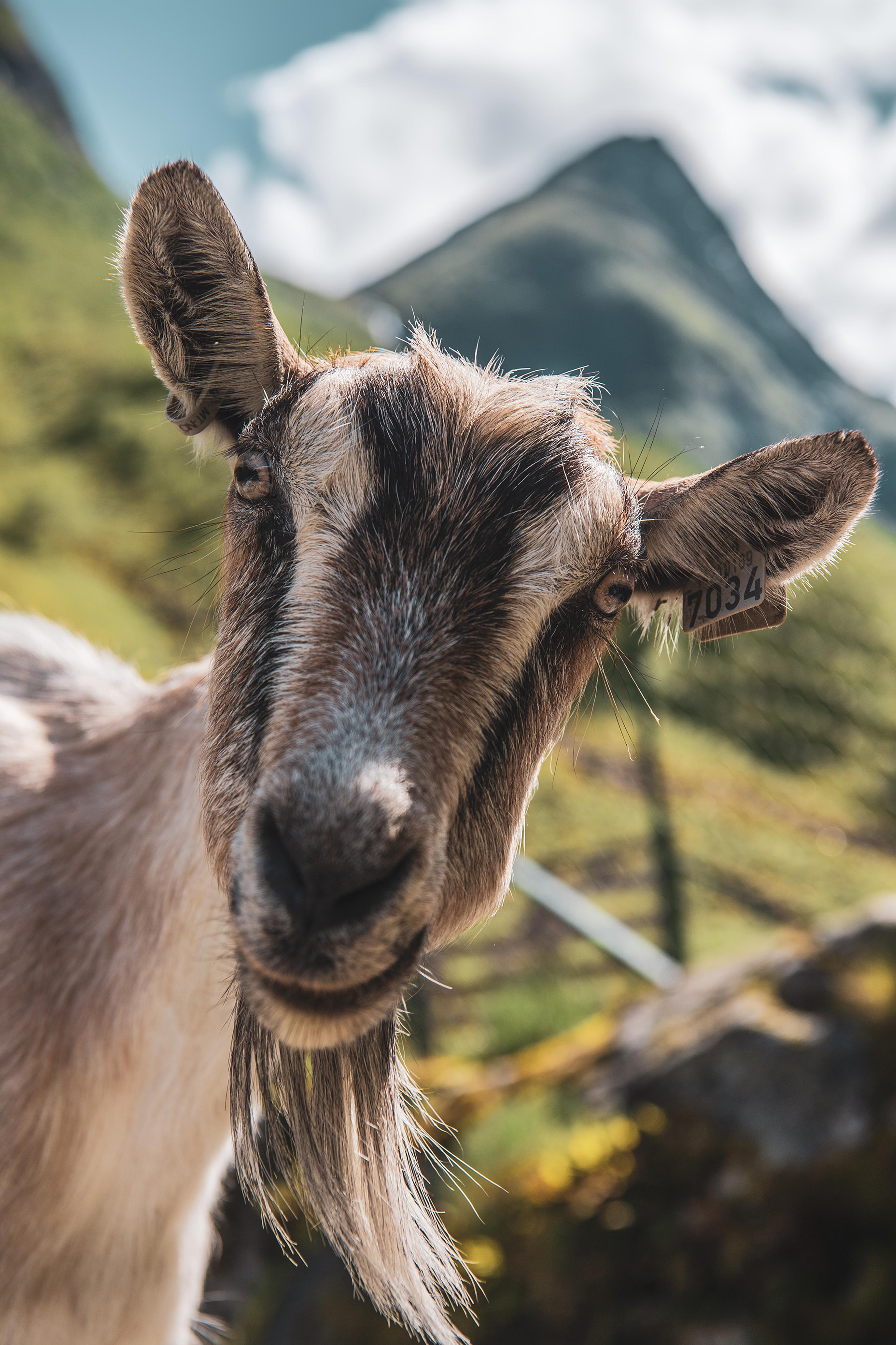 Nærøyfjord, Tiere, Ziege