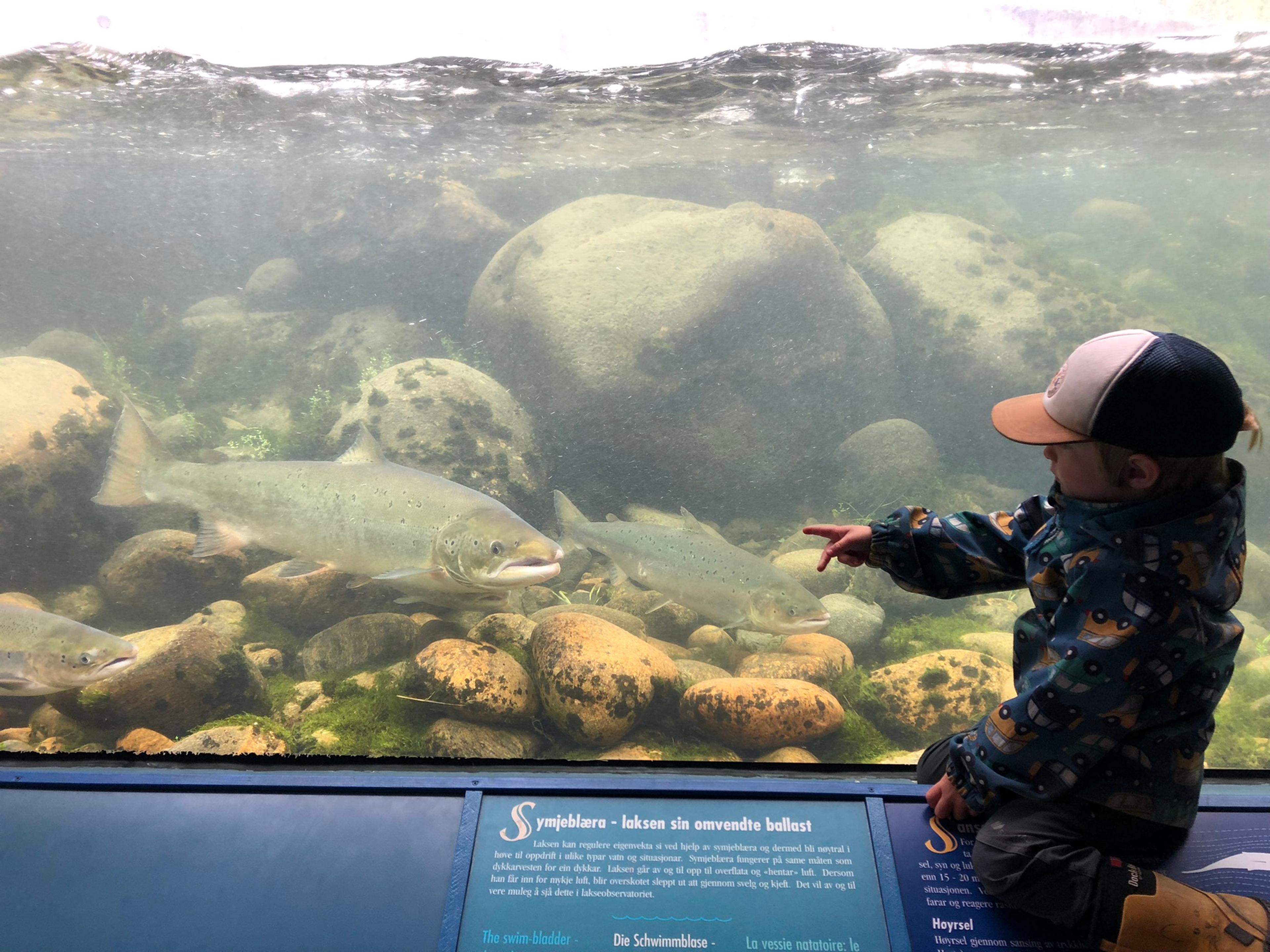 Un niño observa salmones en el acuario