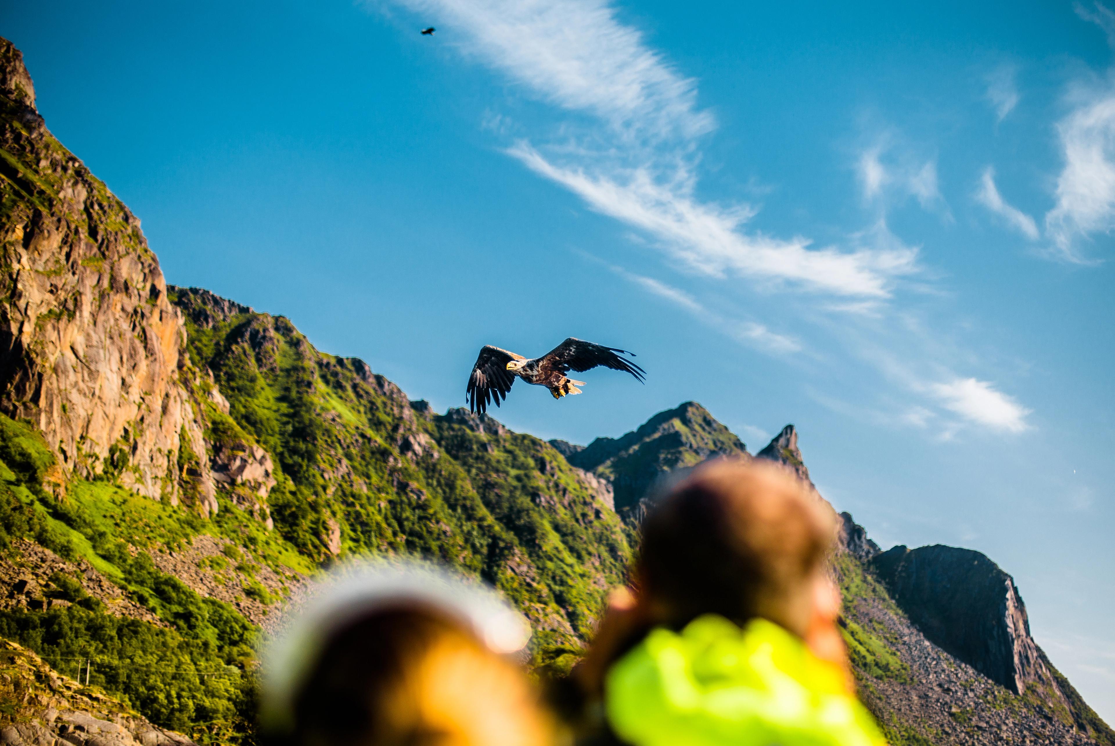 Turister som er opp på en ørn som flyr over fjellet en nydelig sommerdag