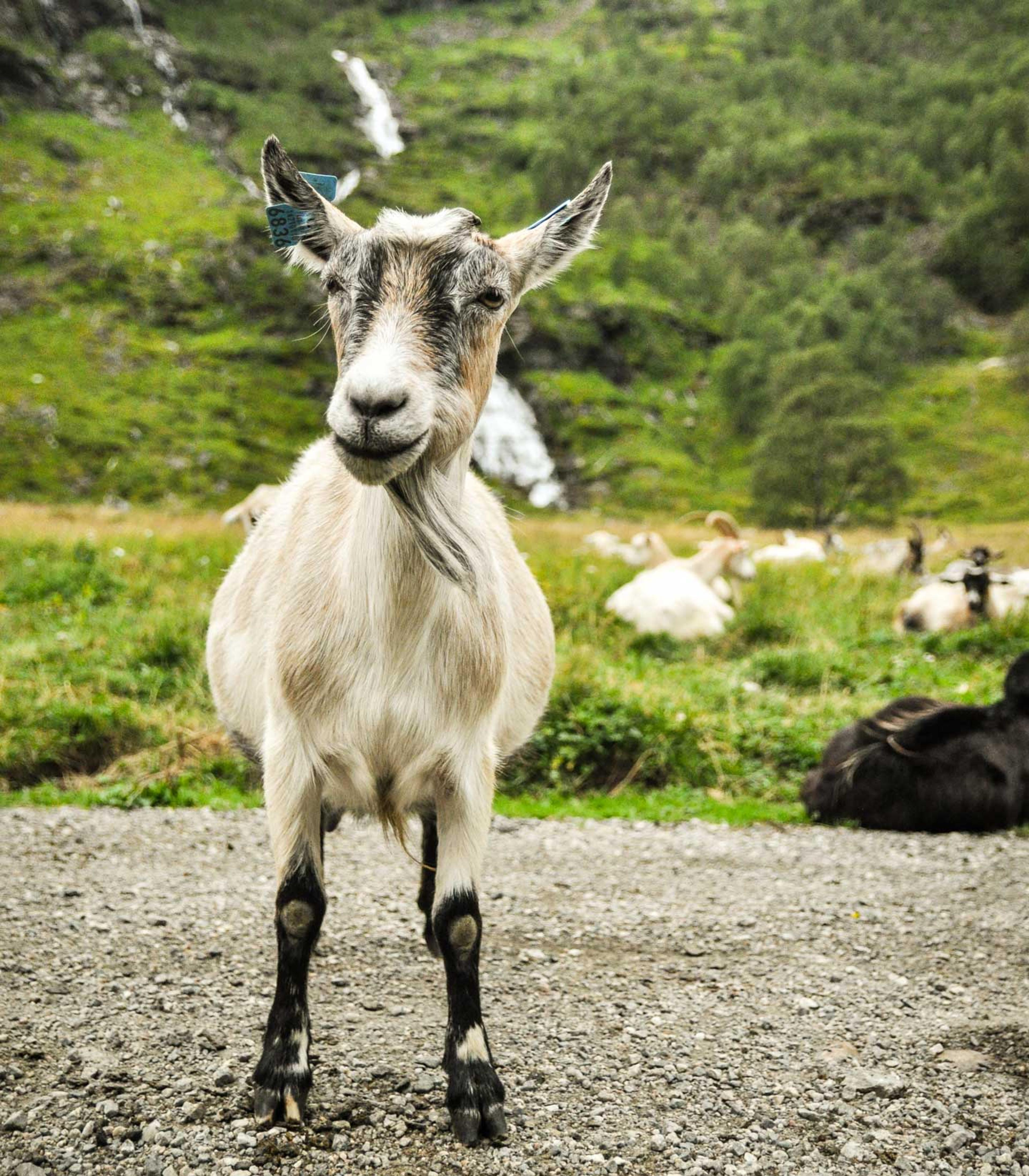 Flåmsdalen geit goat Kårdal