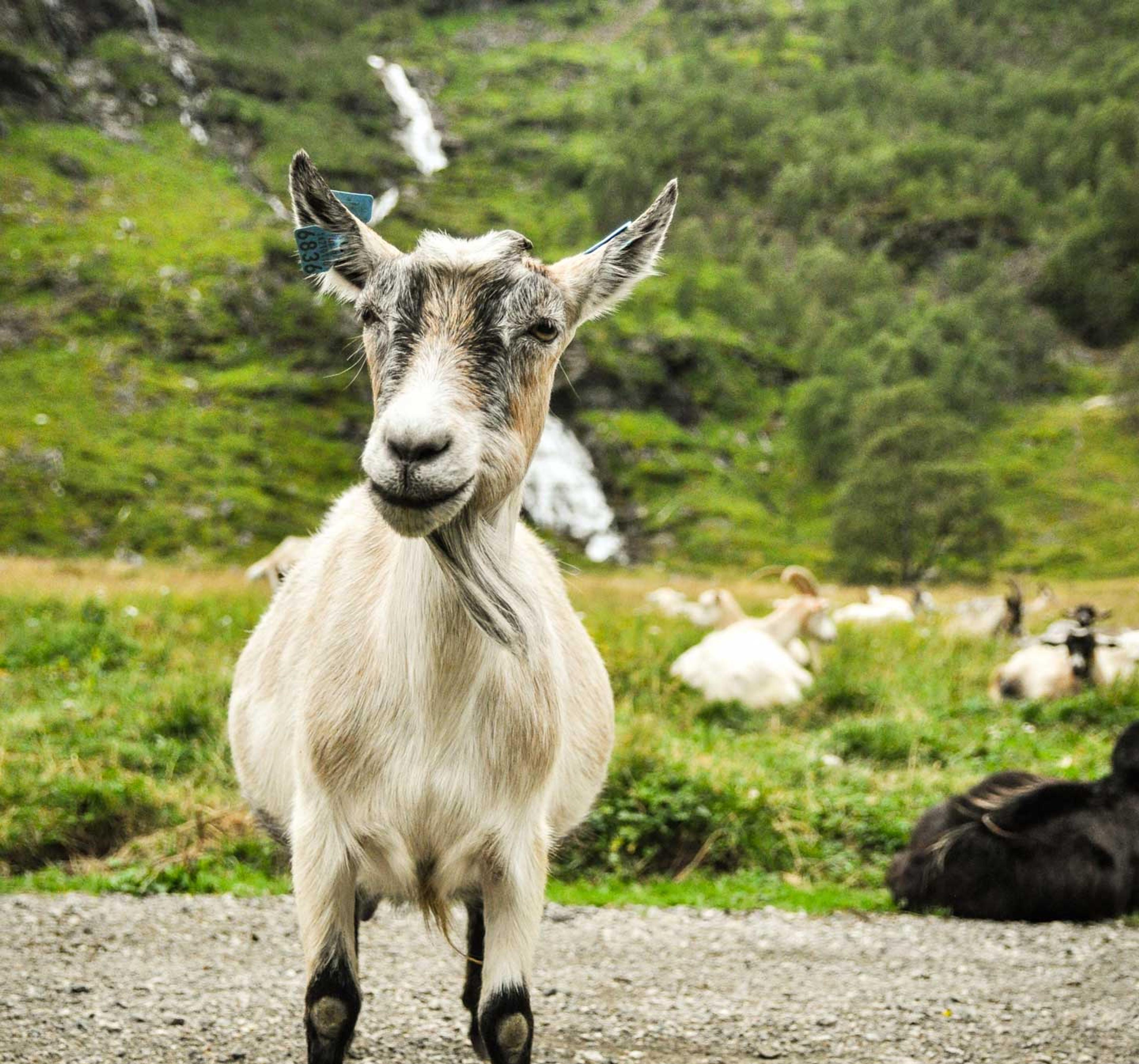 La cabra del Valle de Flåm