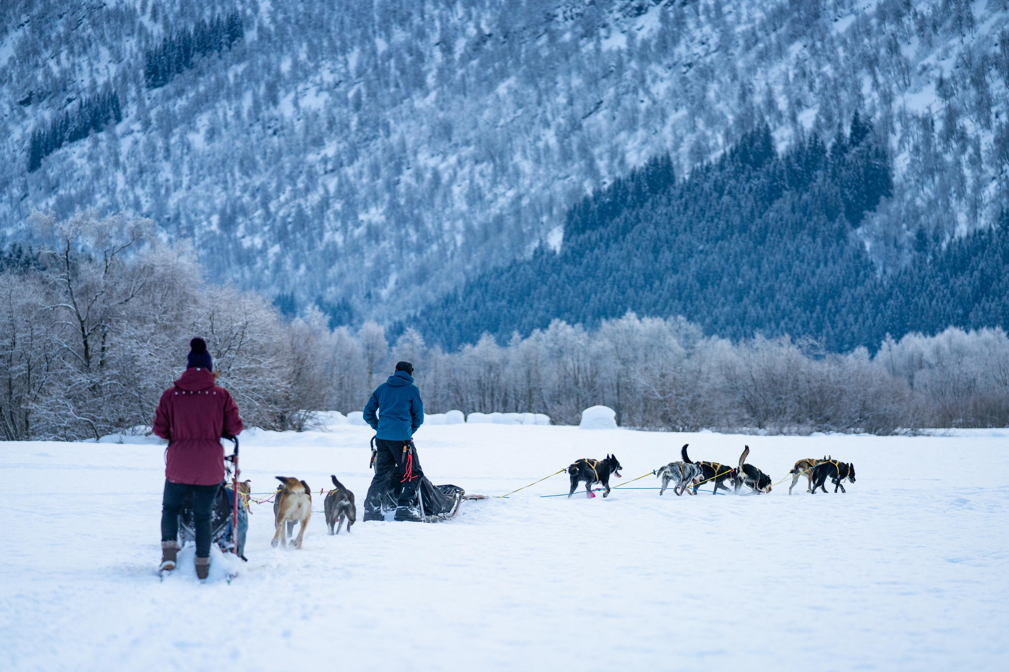 Two dog teams on a walk in the snow. Forest meets mountains in the background.