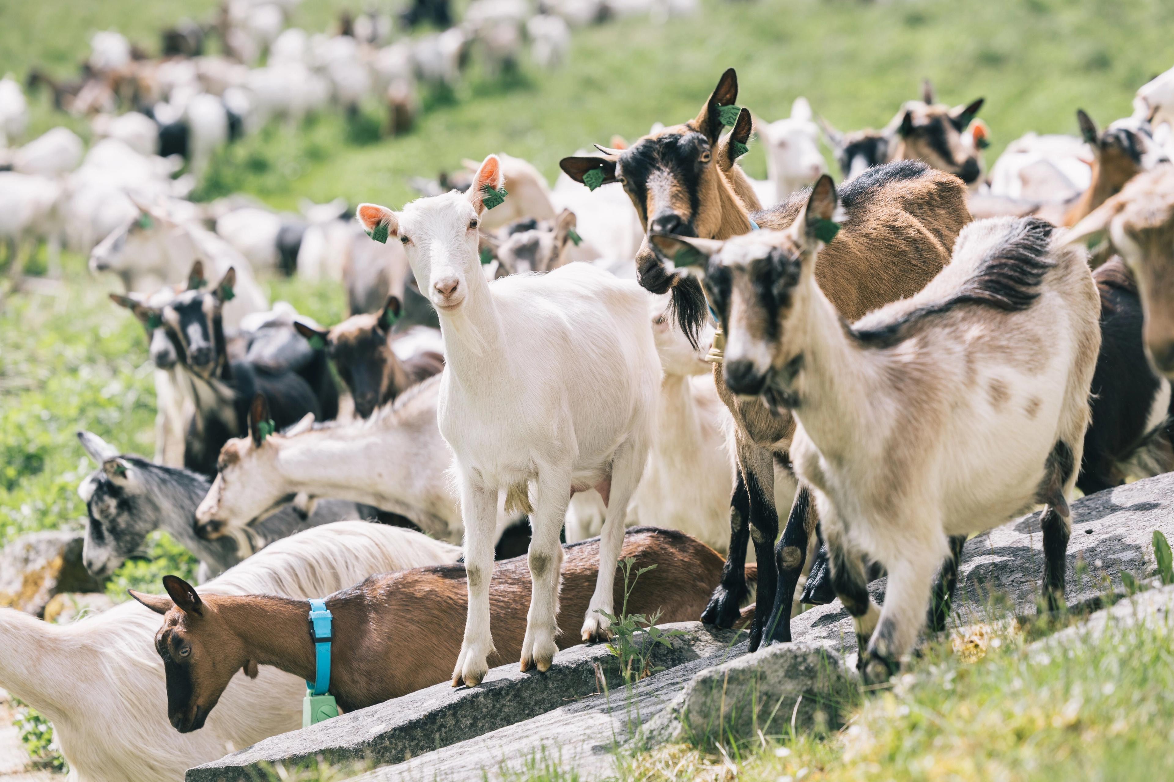 A herd of goats looking towards the camera.