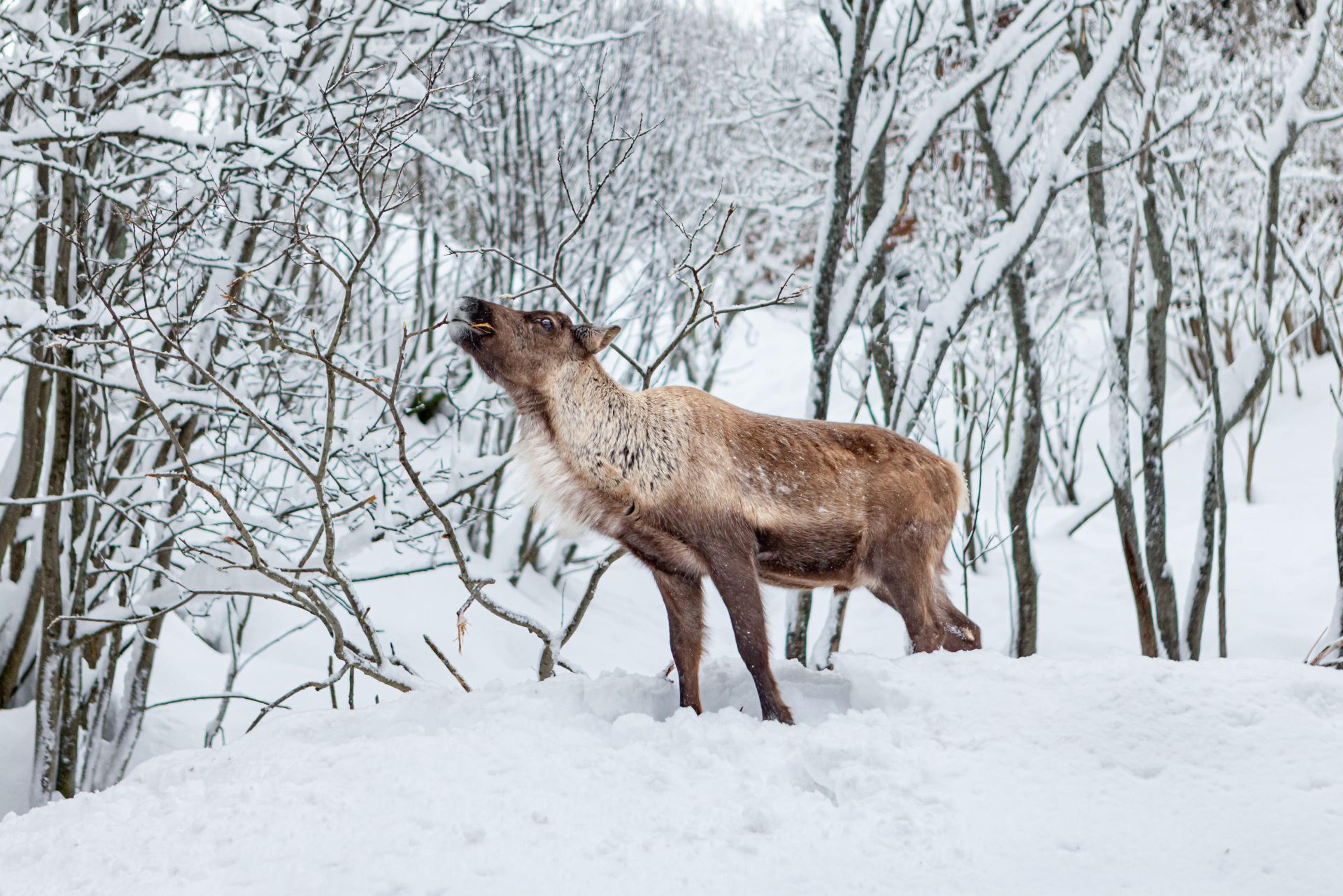 Reinsdyr som spiser fra et tre i en snødekt skog  